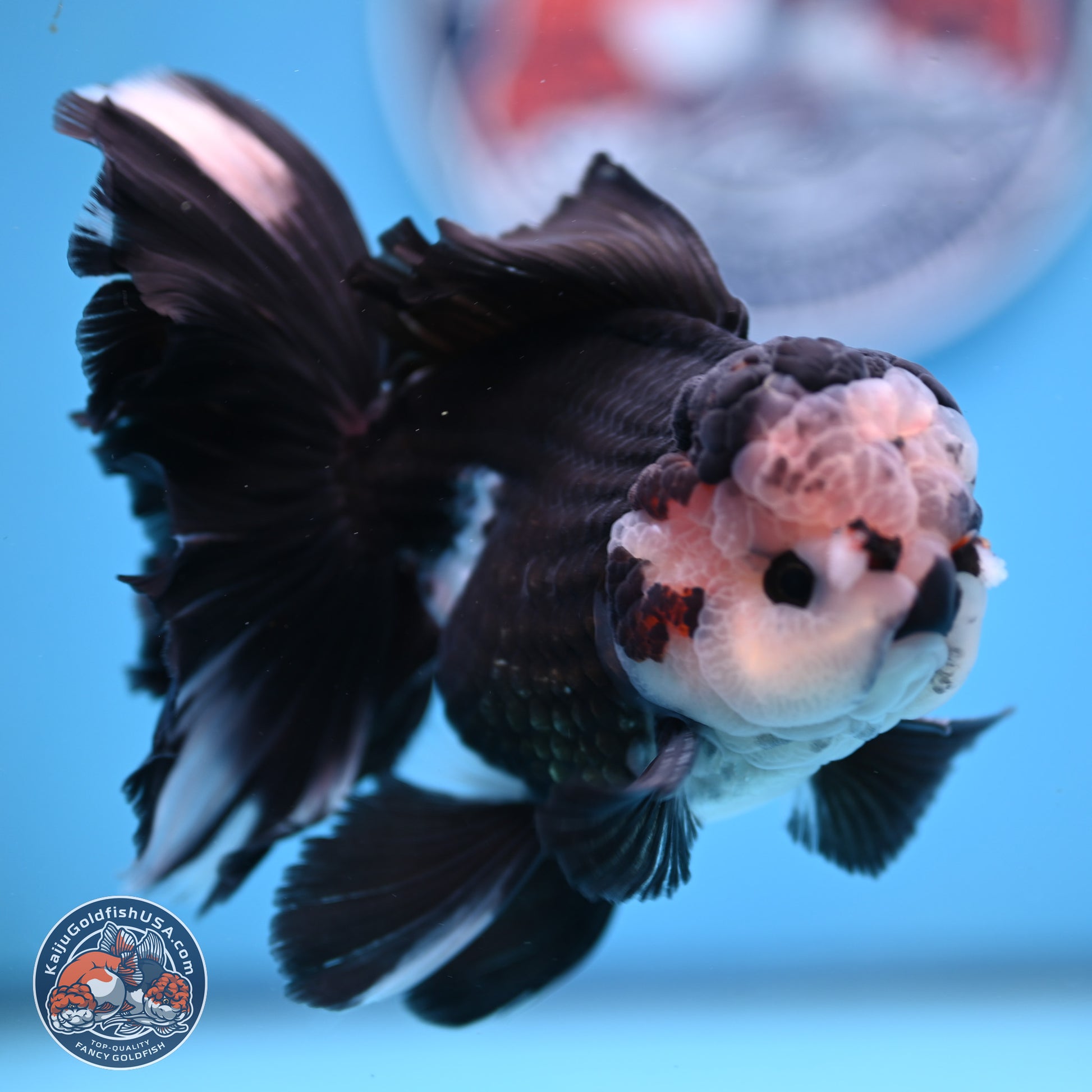 Panda Butterfly Tail Oranda 5.5 inches (241025_OR15) - Kaiju Goldfish USA