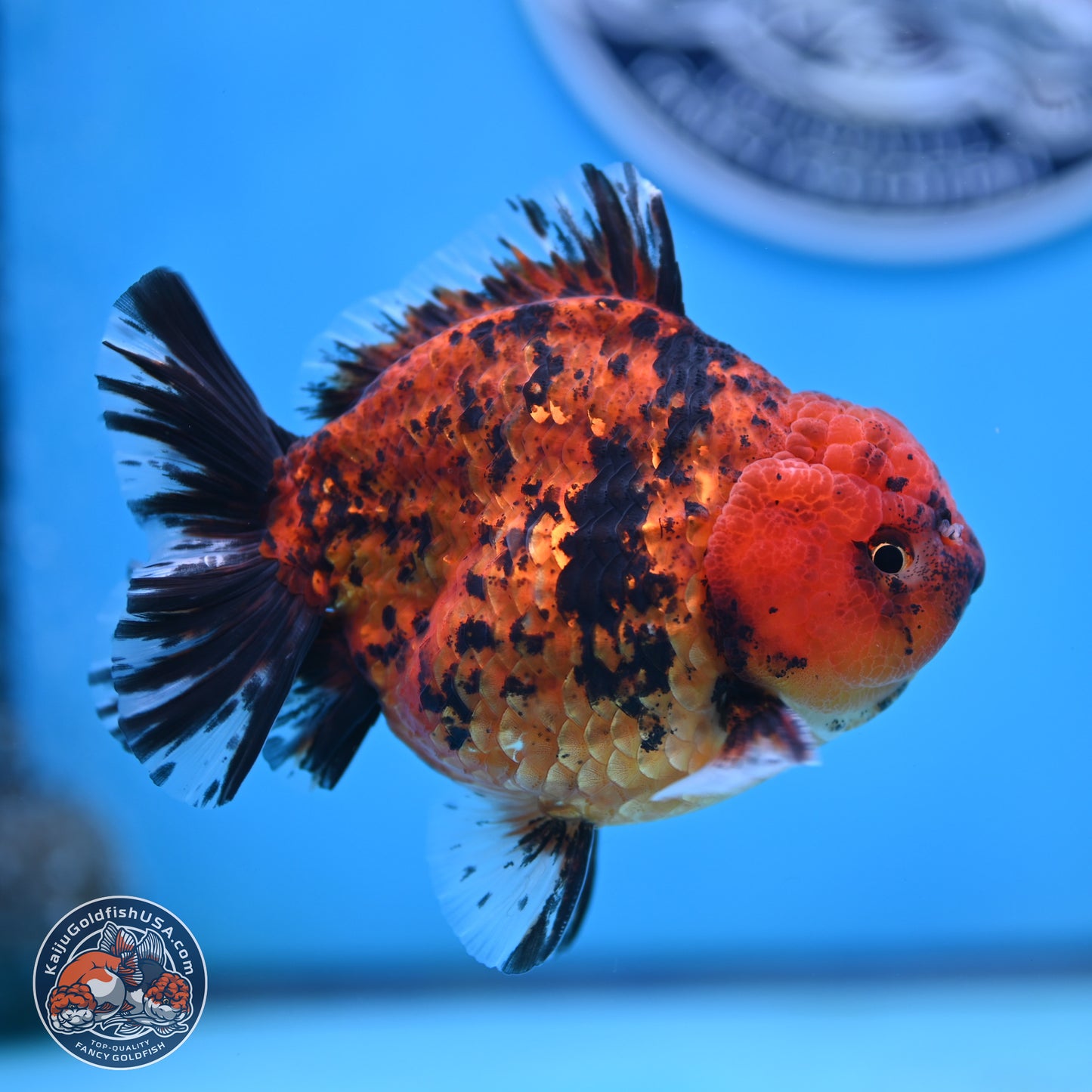 Shogun Tiger Oranda 4 inches Body - Male (250131_OR15)