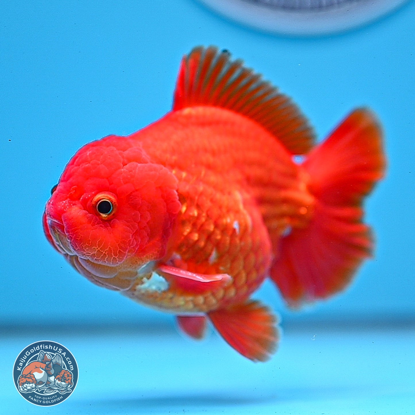 Classic Red YuanBao Oranda 3.75 inches Body - Male (250228_OR15)