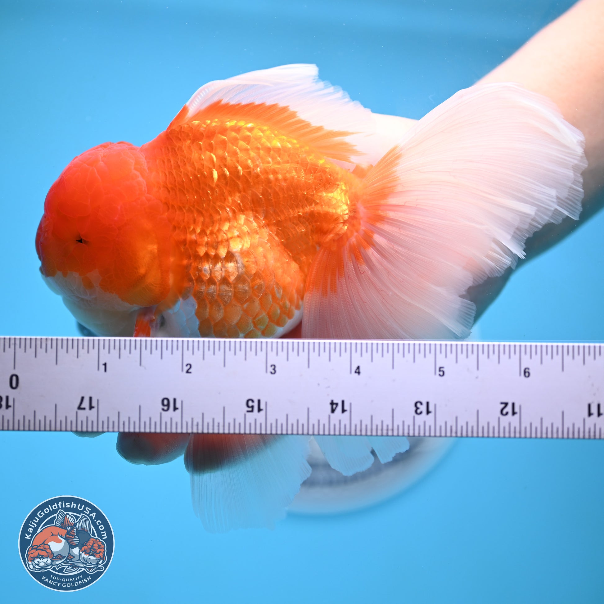 Red White Rose Tail Oranda 4-6.5 inches (240906_OR15) - Kaiju Goldfish USA