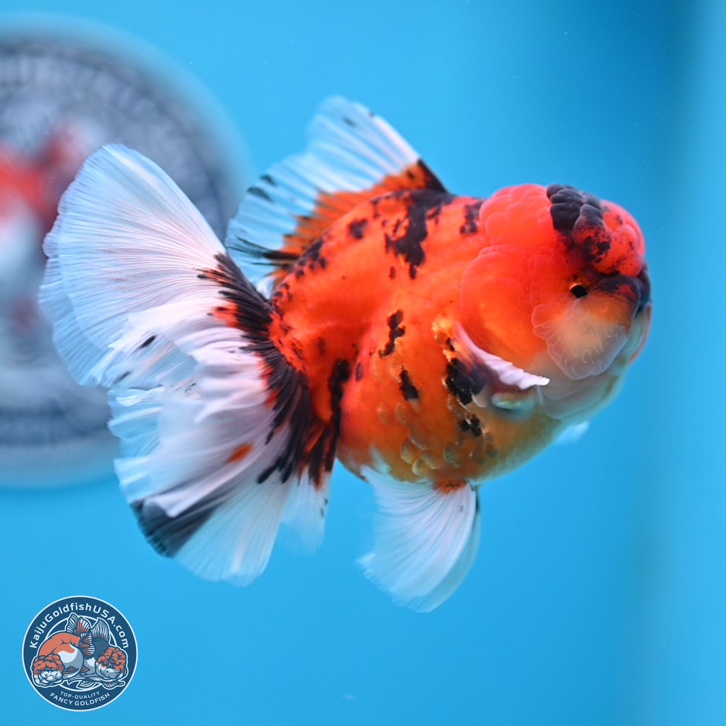 Tiger Orchid Tail Oranda 3.5 inches Body - Male (250307_OR15)