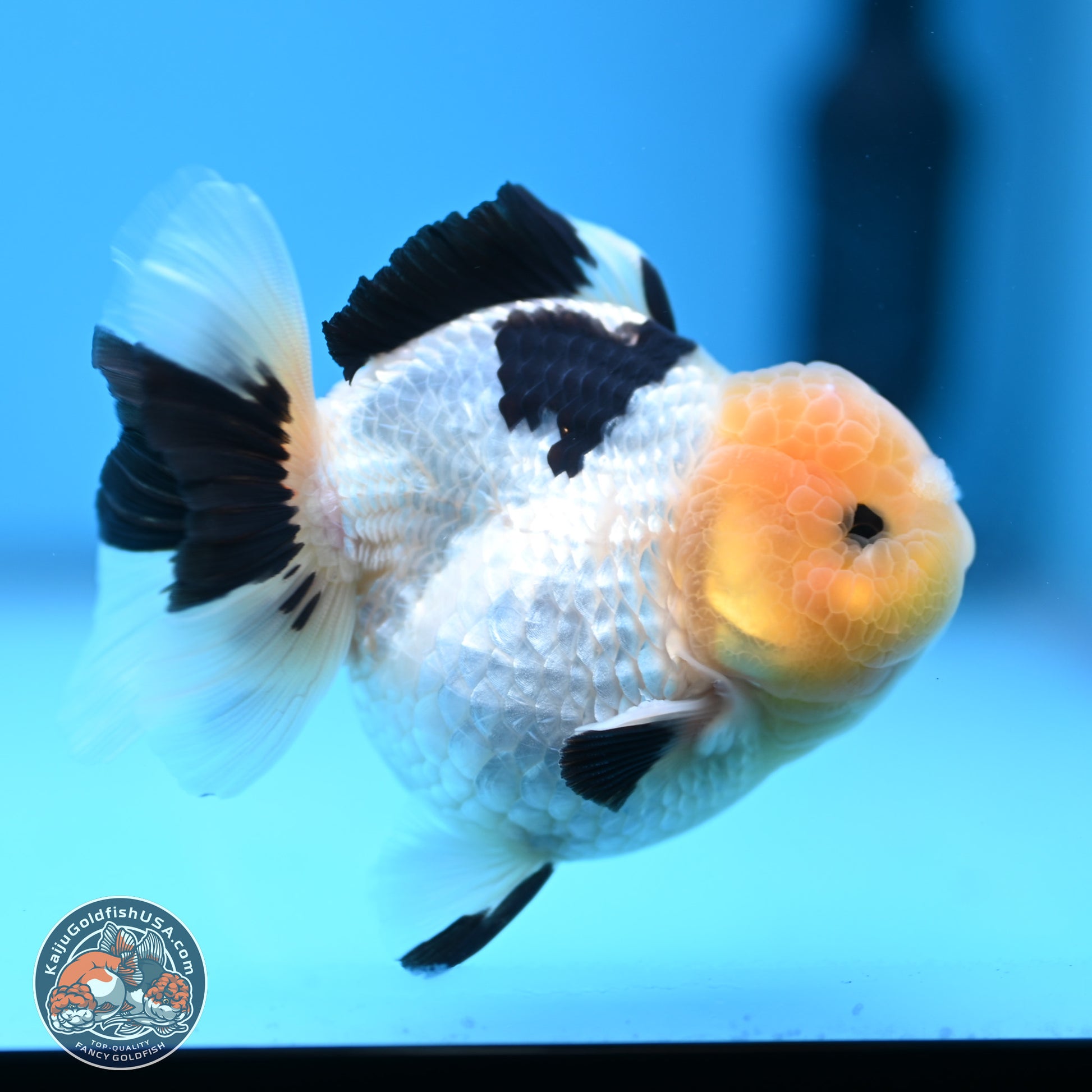 Panda Oranda 3.75 inches Body - Male (241227_OR15) - Kaiju Goldfish USA