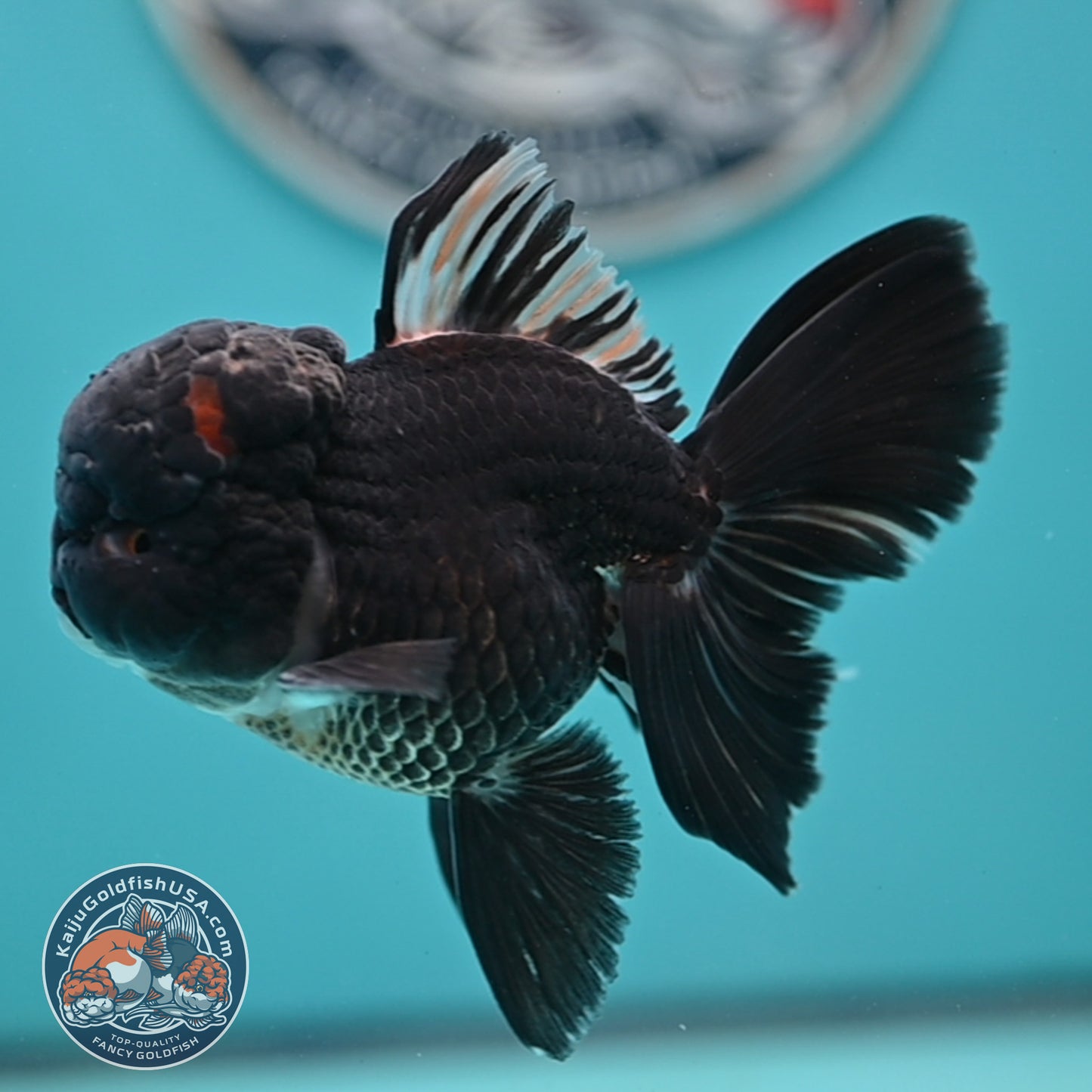 Black Rose Tail Oranda 3 inches Body (250502_OR15)