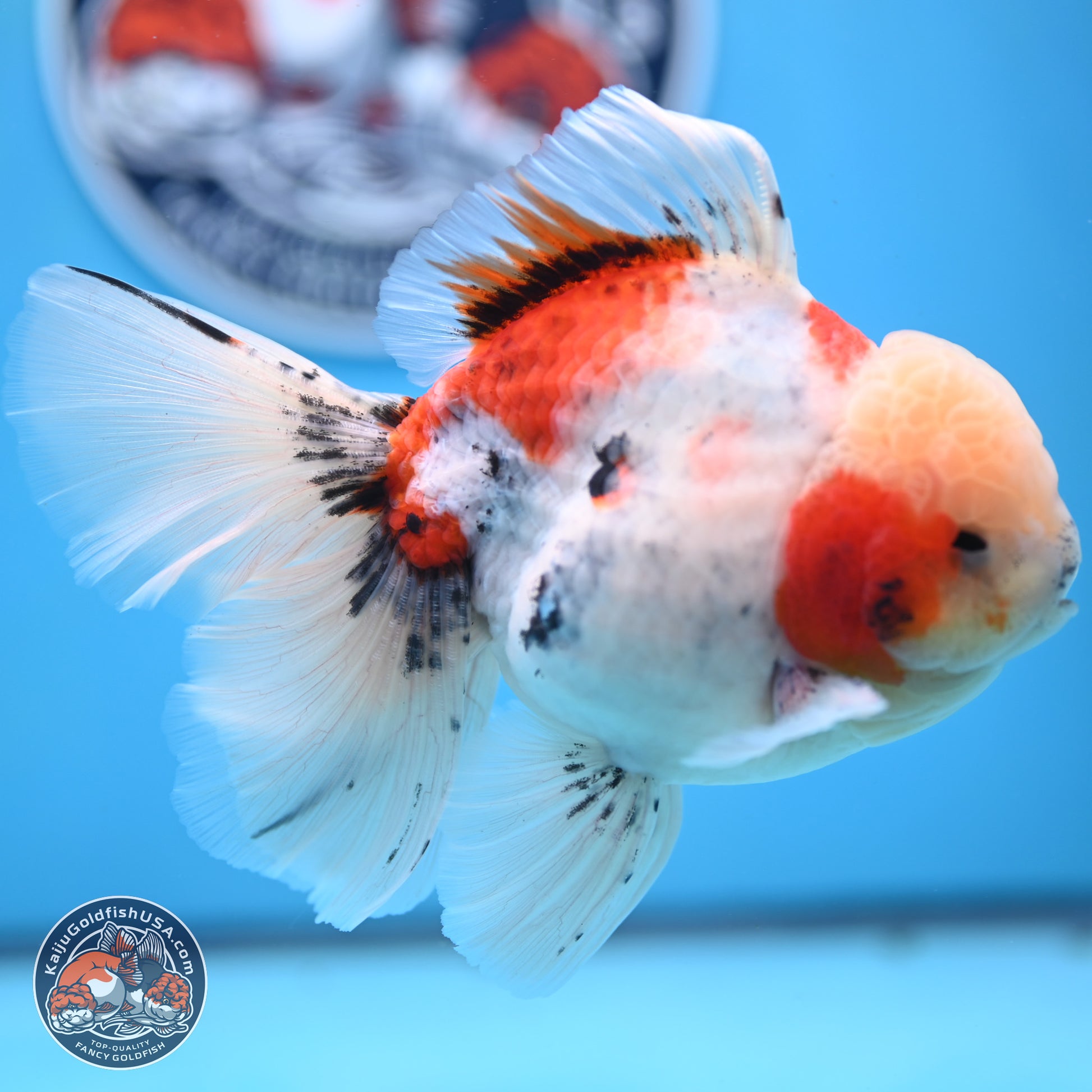 Calico Rose Tail Oranda 6 inches - Male (241129_OR15) - Kaiju Goldfish USA