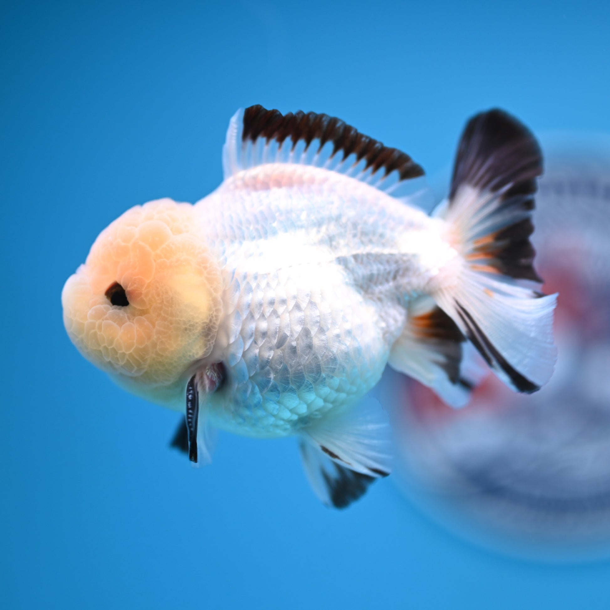 Panda Oranda 3.5-4 inches (241011_OR15) - Kaiju Goldfish USA