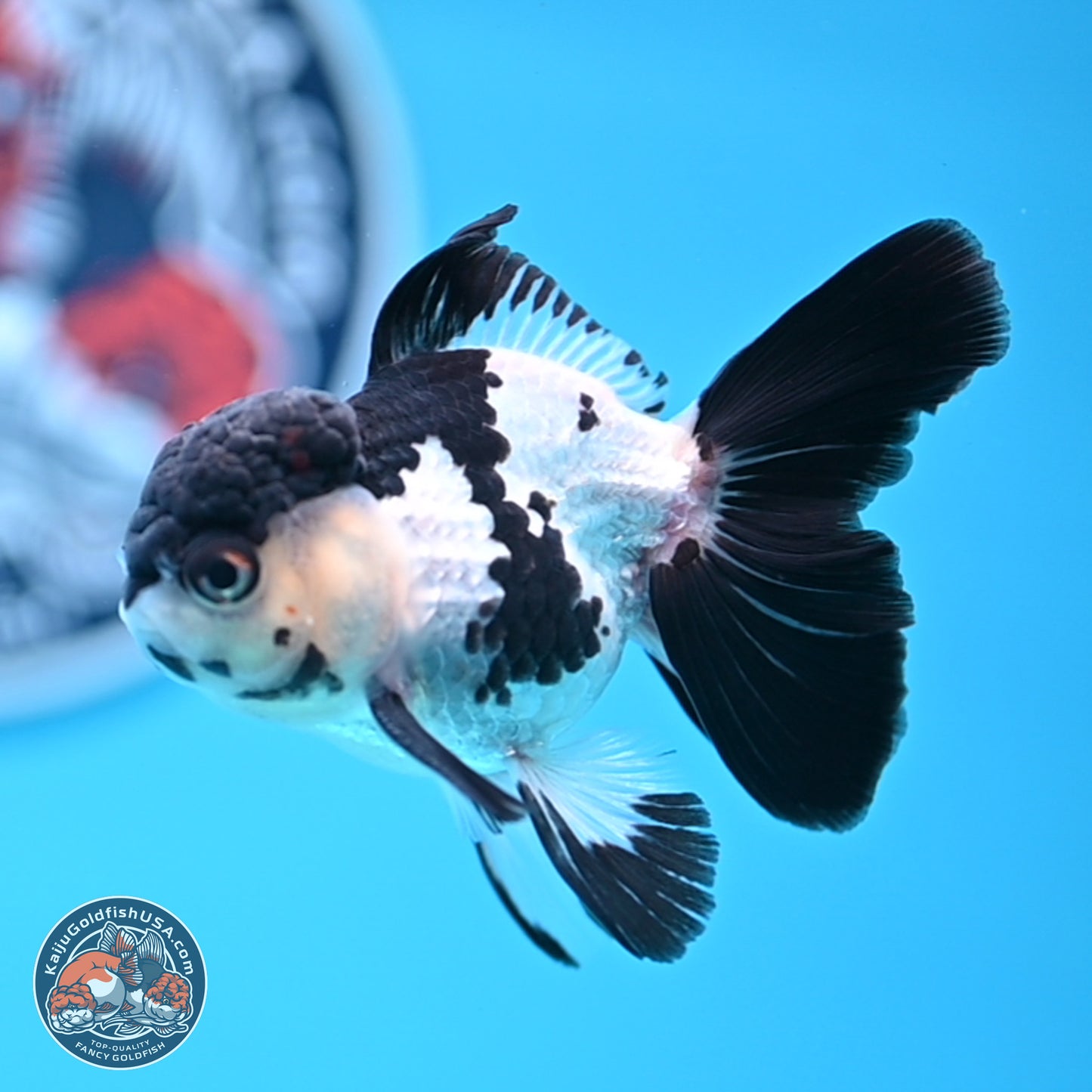 Black Cap Panda Rose Tail Oranda 2.8 inches Body - Male (250314_OR15)