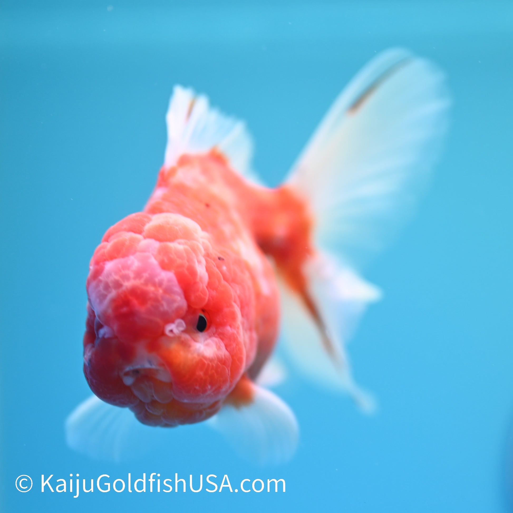 Sakura Rose Tail Oranda 4.5 inches (240405_OR15) - Kaiju Goldfish USA