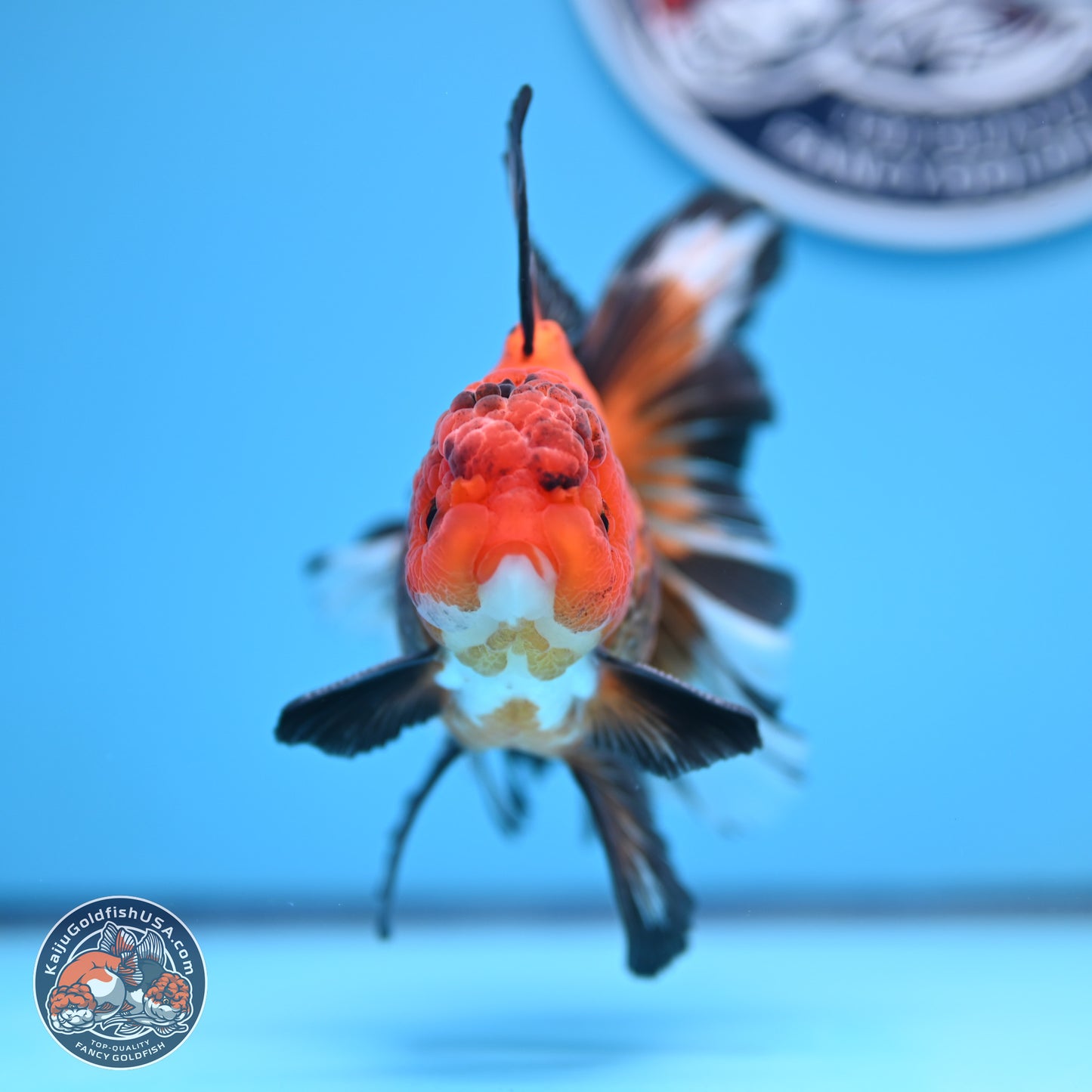 Apache Rose Tail Oranda 3in Body (240830_OR15) - Kaiju Goldfish USA