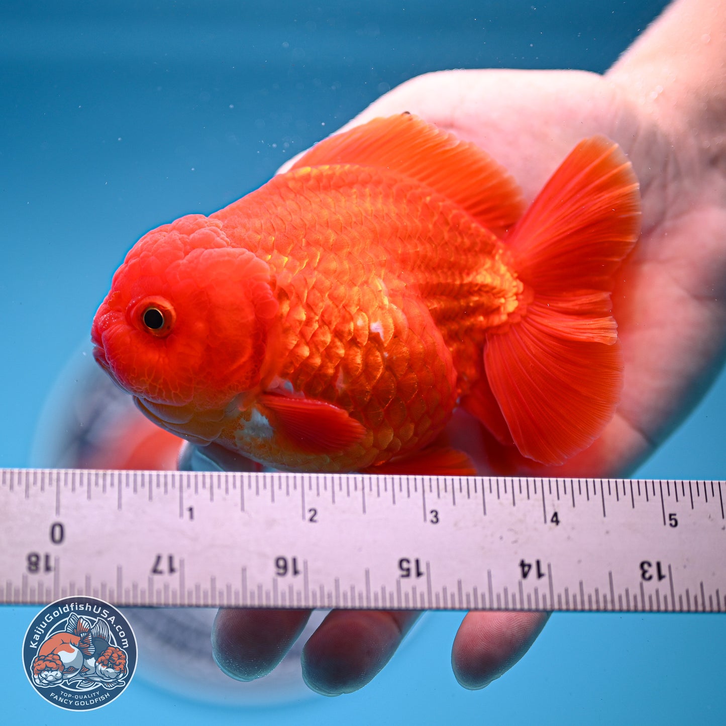 Classic Red YuanBao Oranda 3.75 inches Body - Male (250228_OR15)