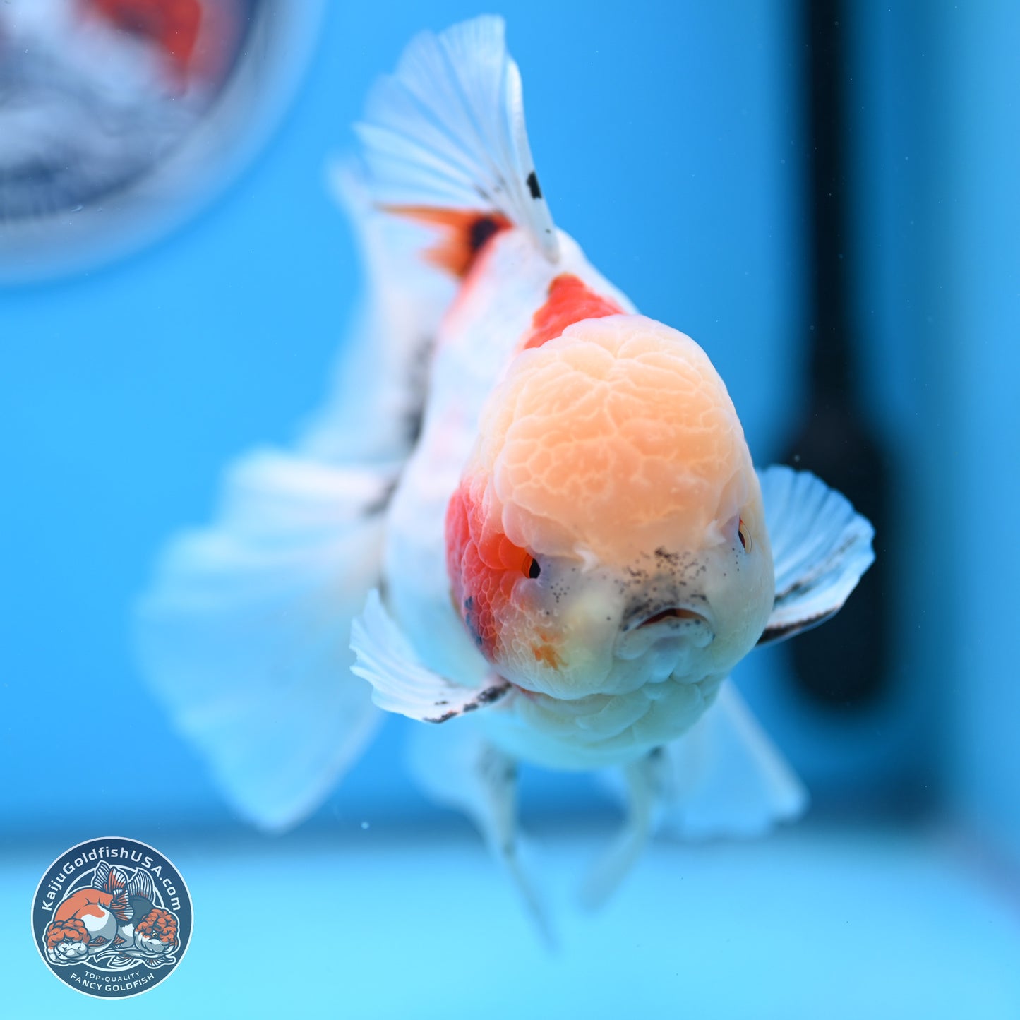 Calico Rose Tail Oranda 6 inches - Male (241129_OR15) - Kaiju Goldfish USA