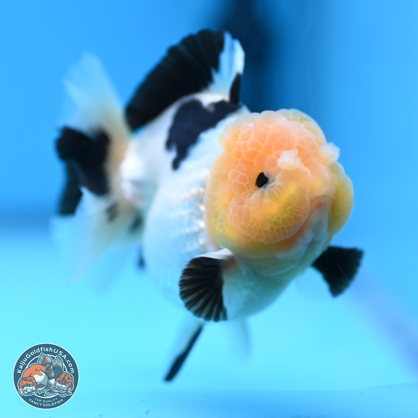 Panda Oranda 3.75 inches Body - Male (241227_OR15) - Kaiju Goldfish USA