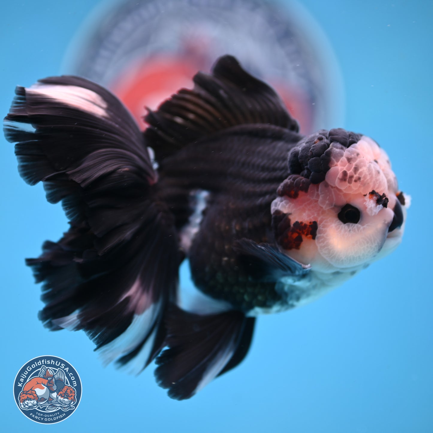 Panda Butterfly Tail Oranda 5.5 inches (241025_OR15) - Kaiju Goldfish USA