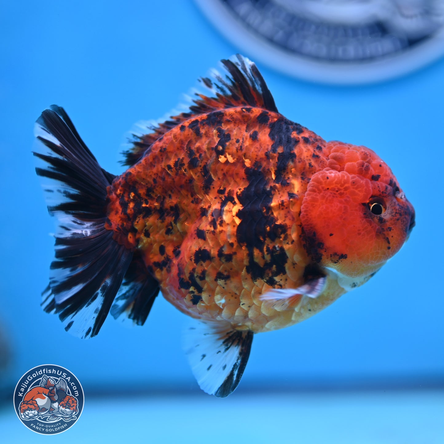 Shogun Tiger Oranda 4 inches Body - Male (250131_OR15)