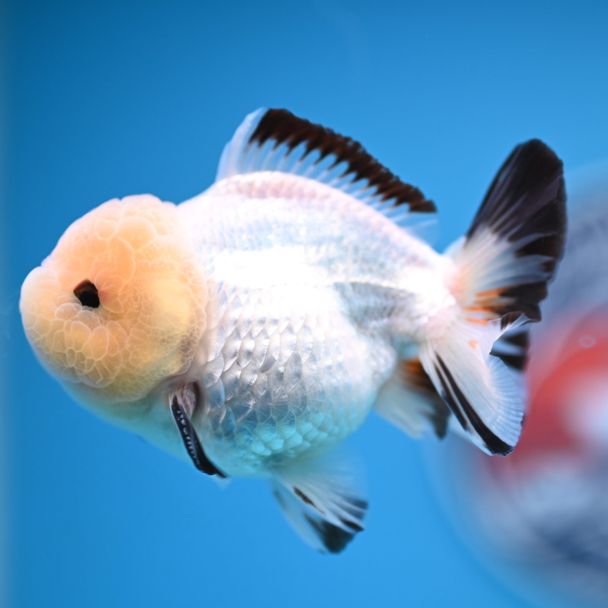 Panda Oranda 3.5-4 inches (241011_OR15) - Kaiju Goldfish USA