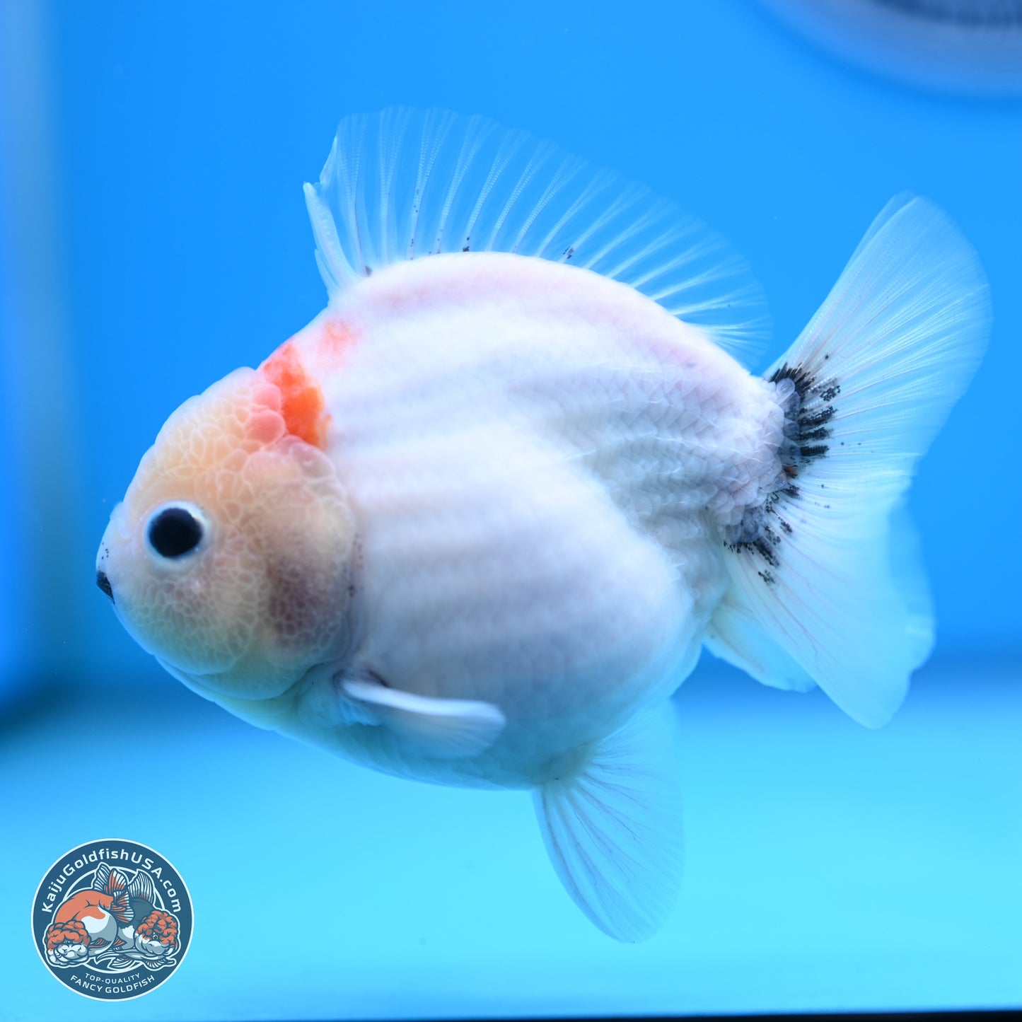 Shogun Sakura Oranda 3.75 inches Body - Male (250207_OR15)