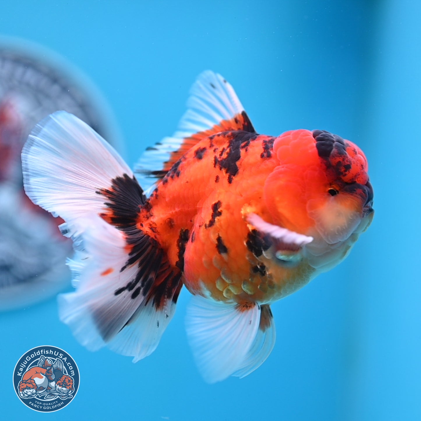 Tiger Orchid Tail Oranda 3.5 inches Body - Male (250307_OR15)