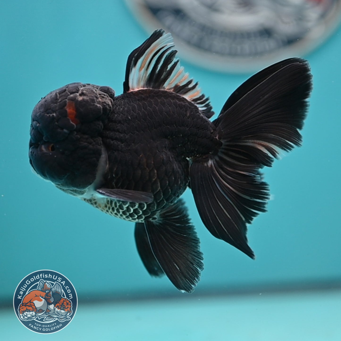 Black Rose Tail Oranda 3 inches Body (250502_OR15)