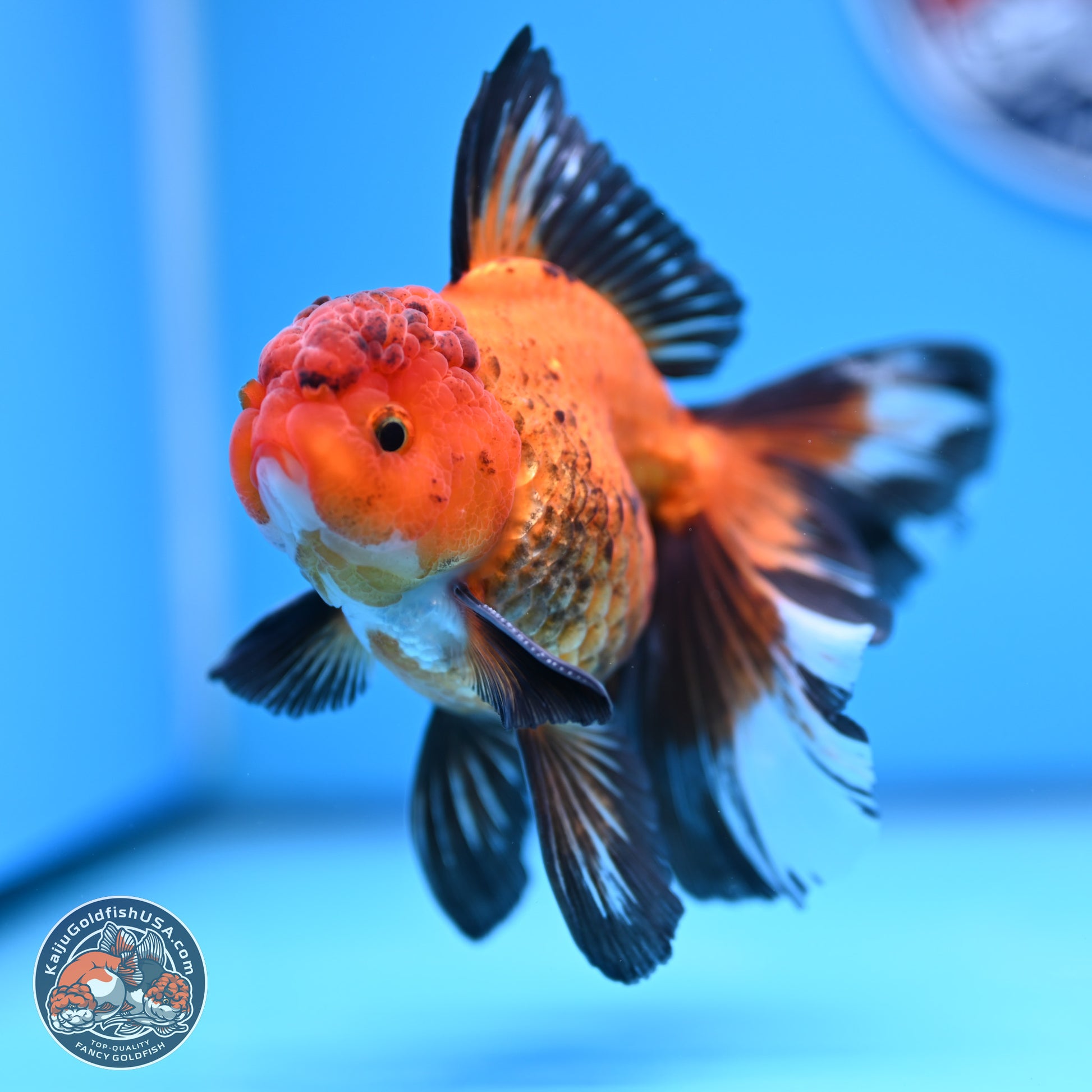 Apache Rose Tail Oranda 3in Body (240830_OR15) - Kaiju Goldfish USA