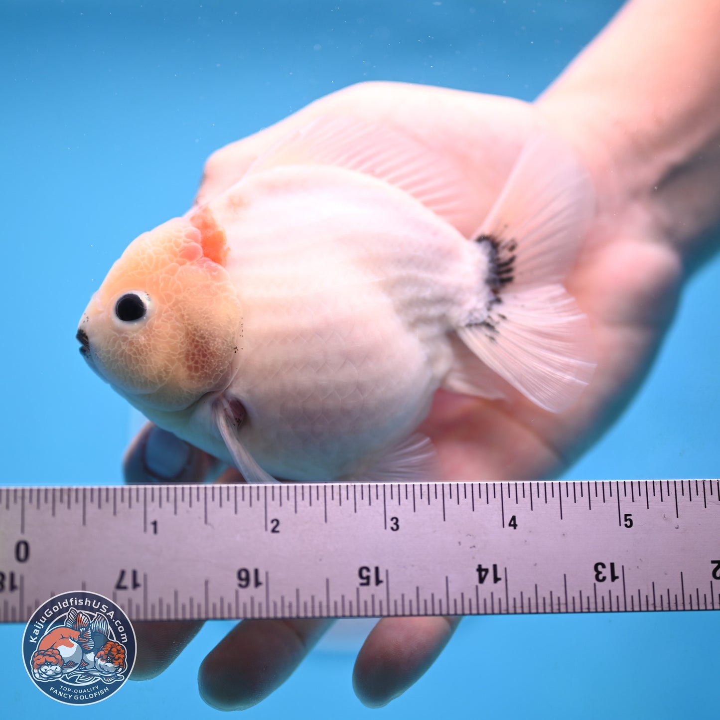 Shogun Sakura Oranda 3.75 inches Body - Male (250207_OR15)