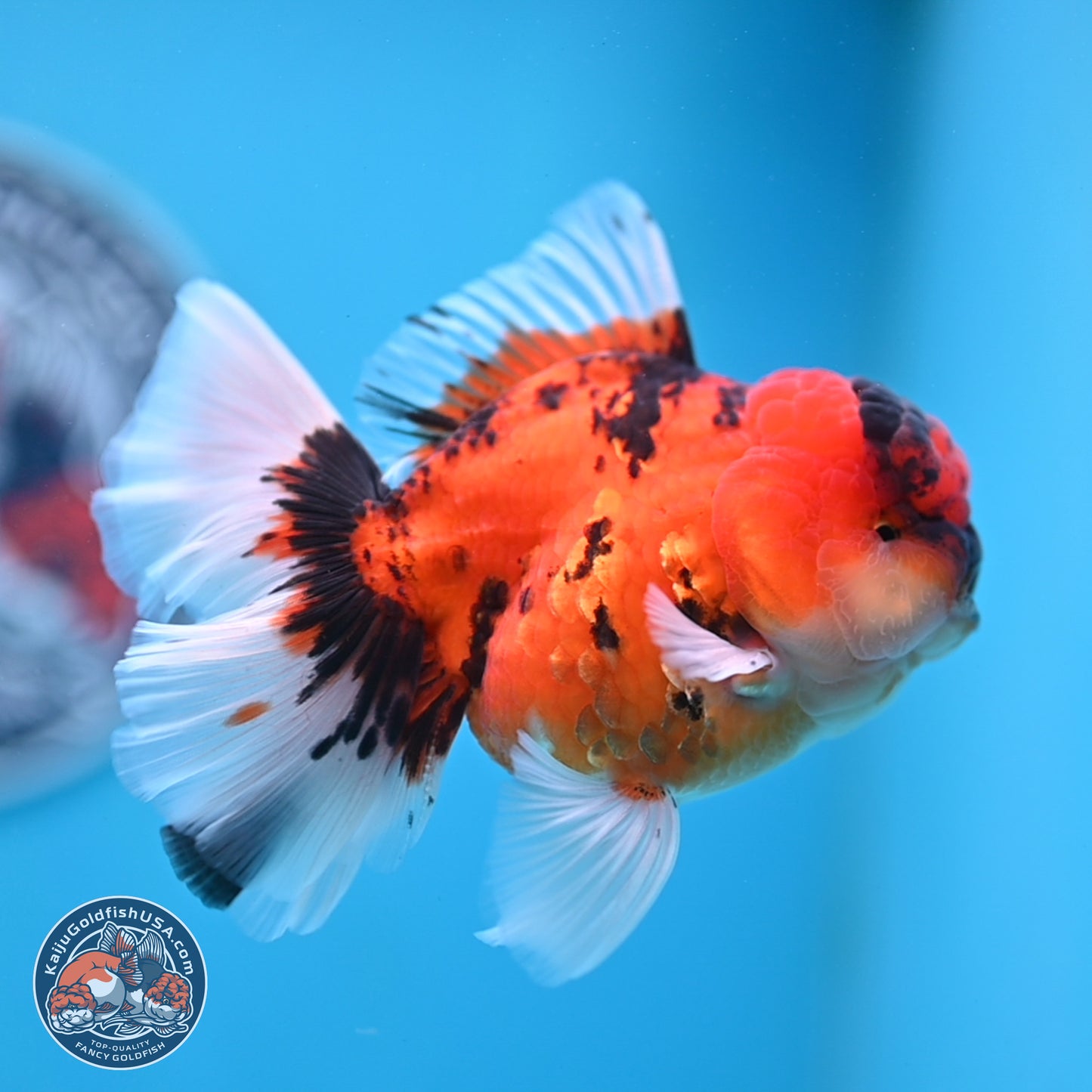 Tiger Orchid Tail Oranda 3.5 inches Body - Male (250307_OR15)