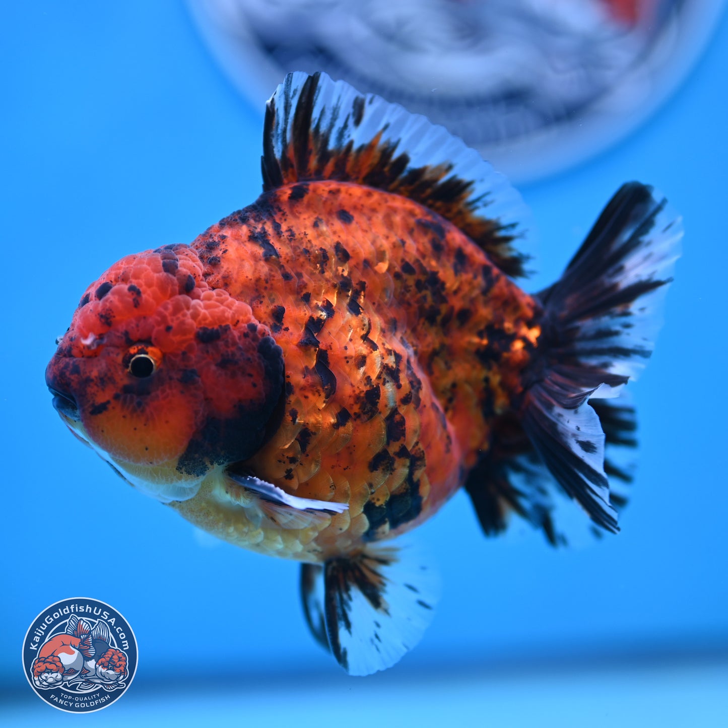 Shogun Tiger Oranda 4 inches Body - Male (250131_OR15)