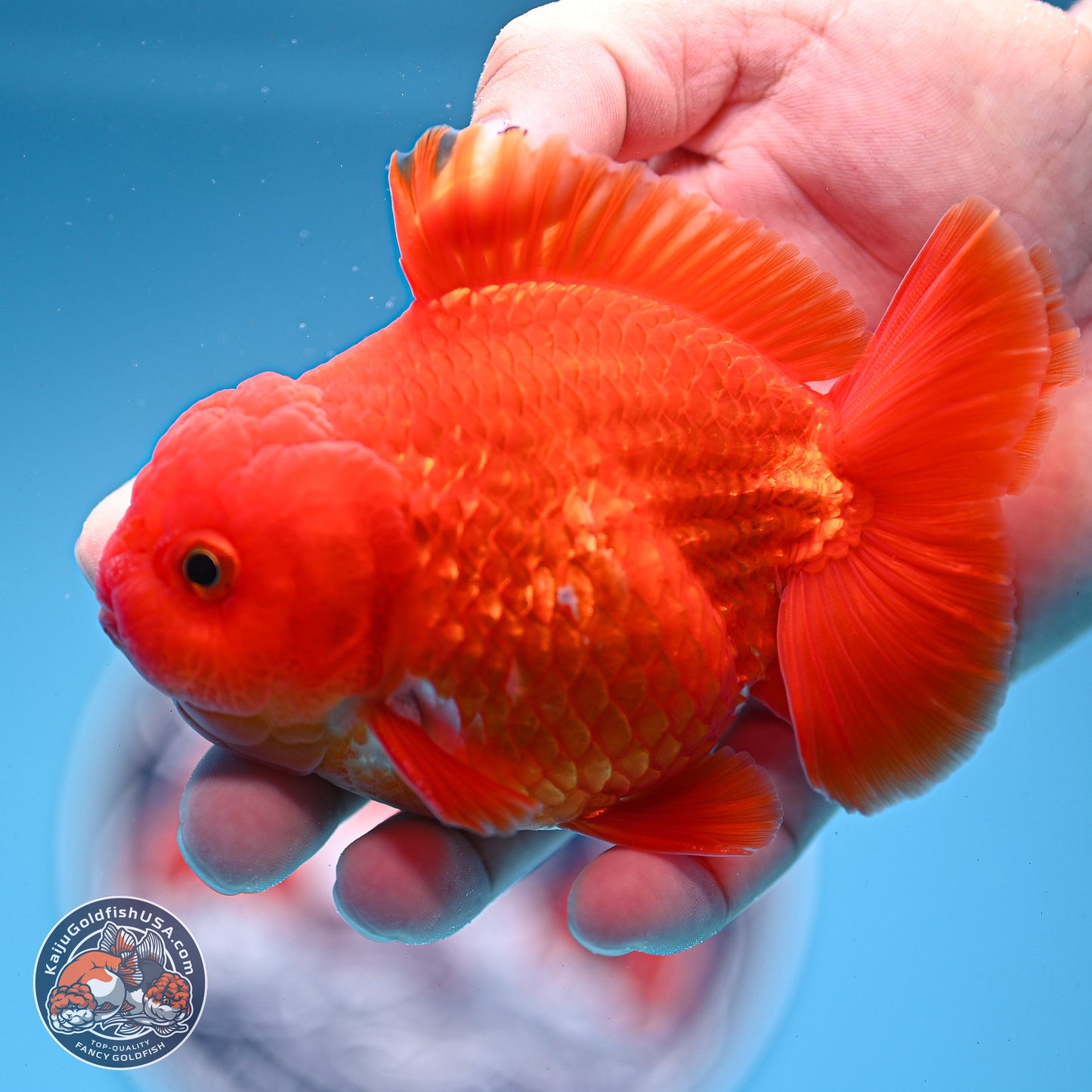 Classic Red YuanBao Oranda 3.75 inches Body - Male (250228_OR15)