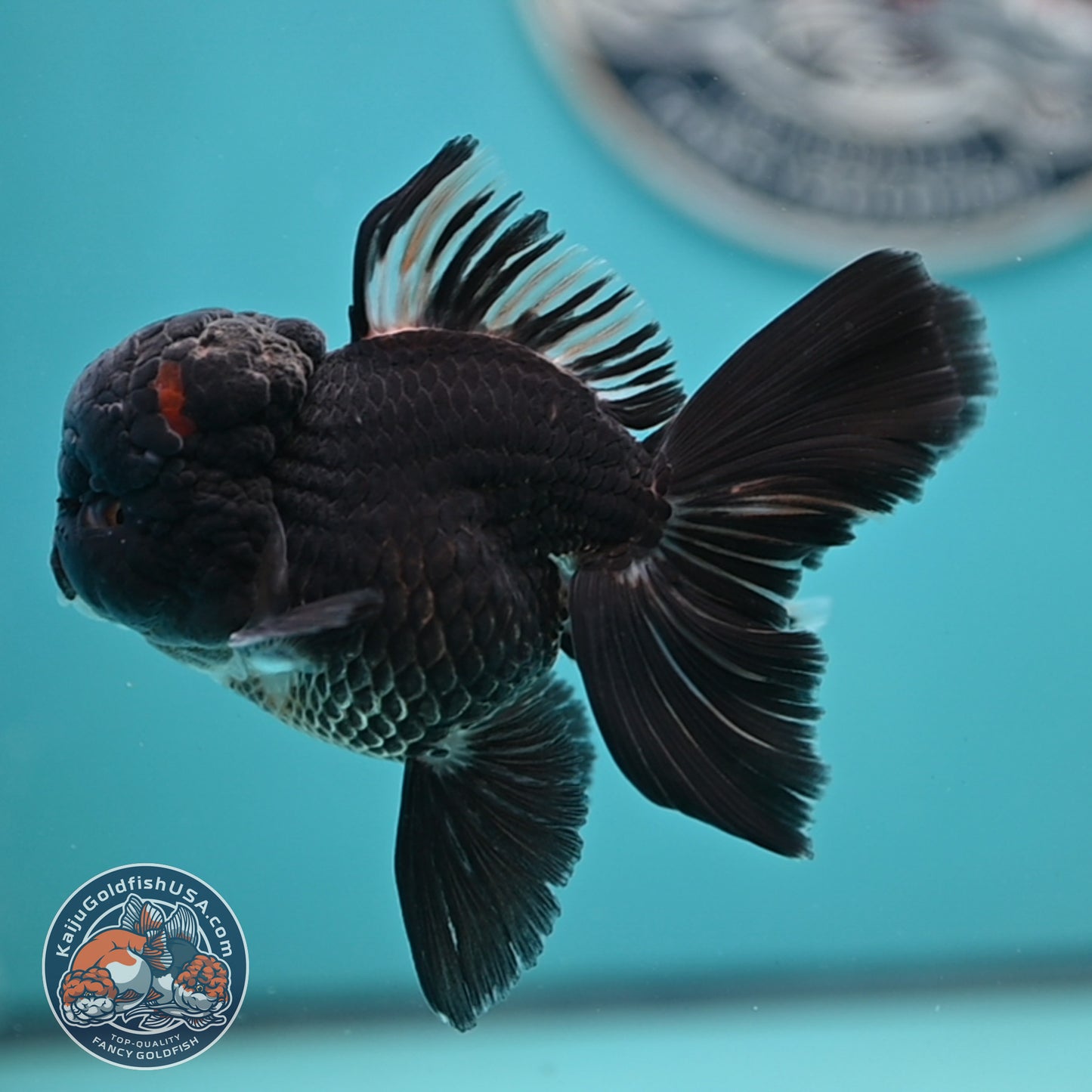 Black Rose Tail Oranda 3 inches Body (250502_OR15)