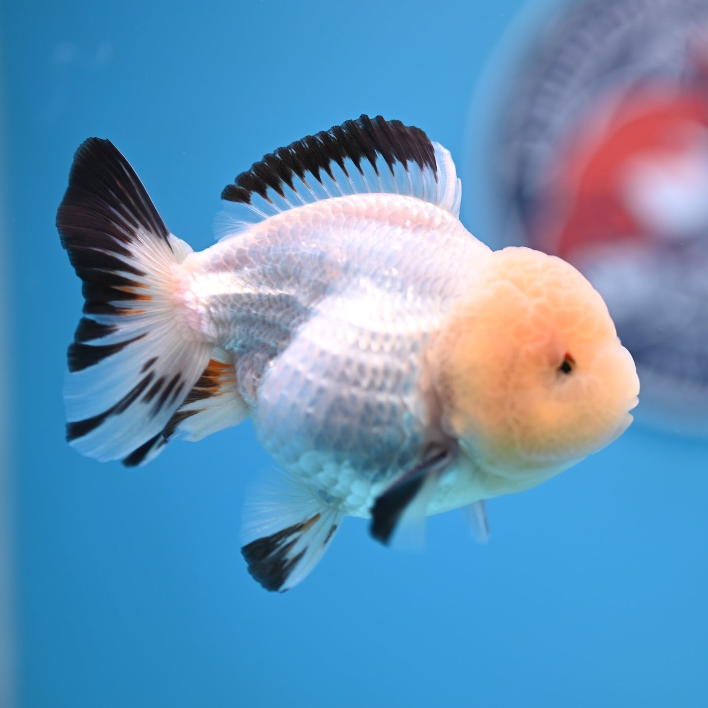 Panda Oranda 3.5-4 inches (241011_OR15) - Kaiju Goldfish USA