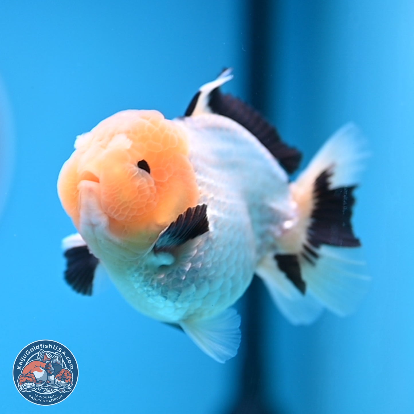 Panda Oranda 3.75 inches Body - Male (241227_OR15) - Kaiju Goldfish USA