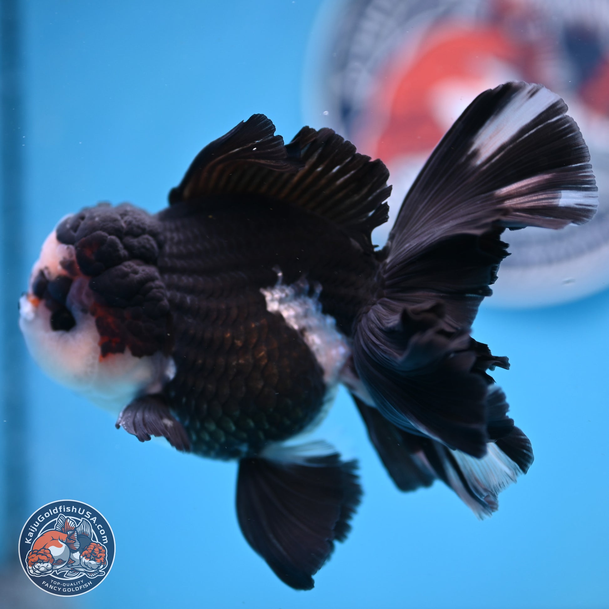 Panda Butterfly Tail Oranda 5.5 inches (241025_OR15) - Kaiju Goldfish USA