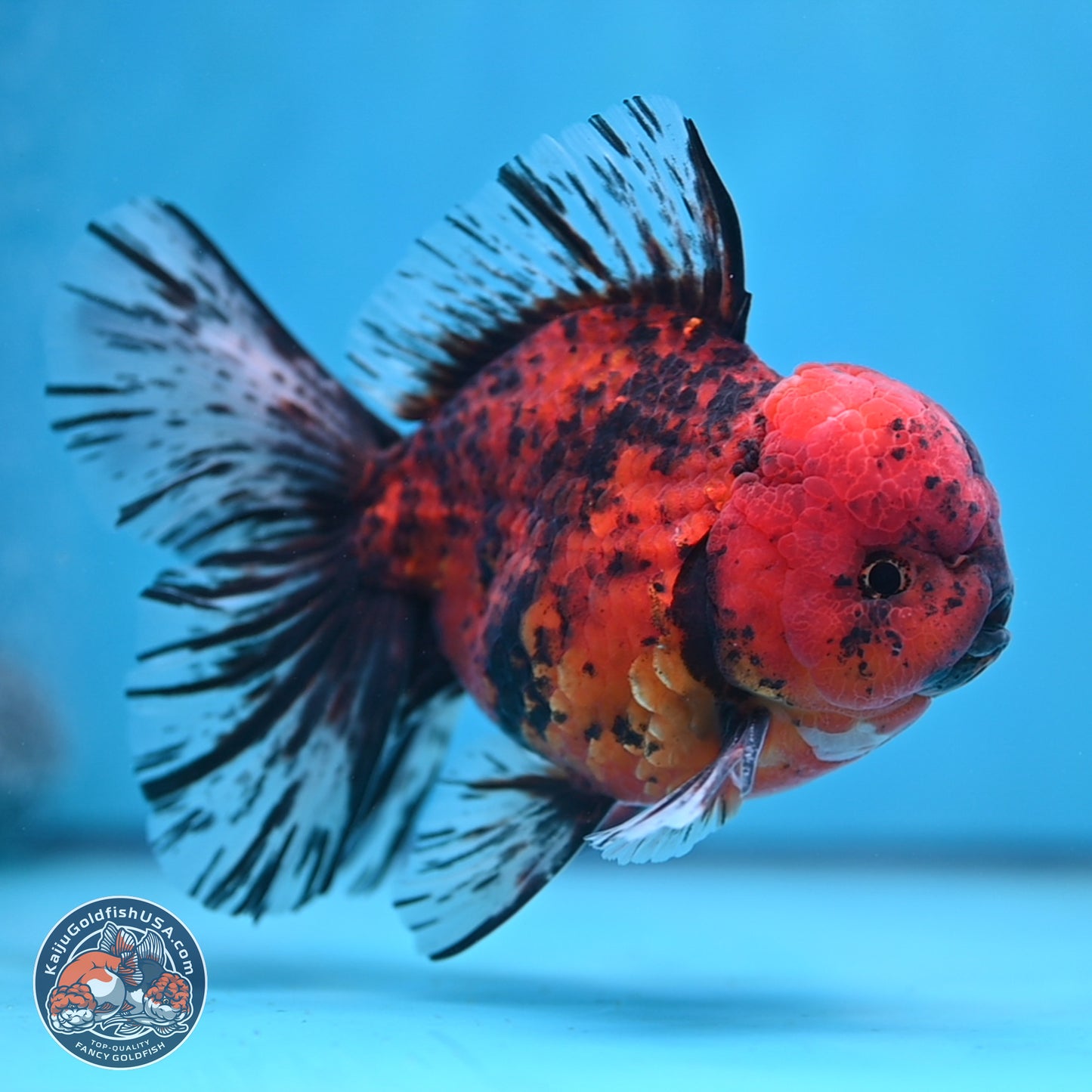 Tiger Rose Tail Oranda 6 inches - Male (241115_OR15) - Kaiju Goldfish USA