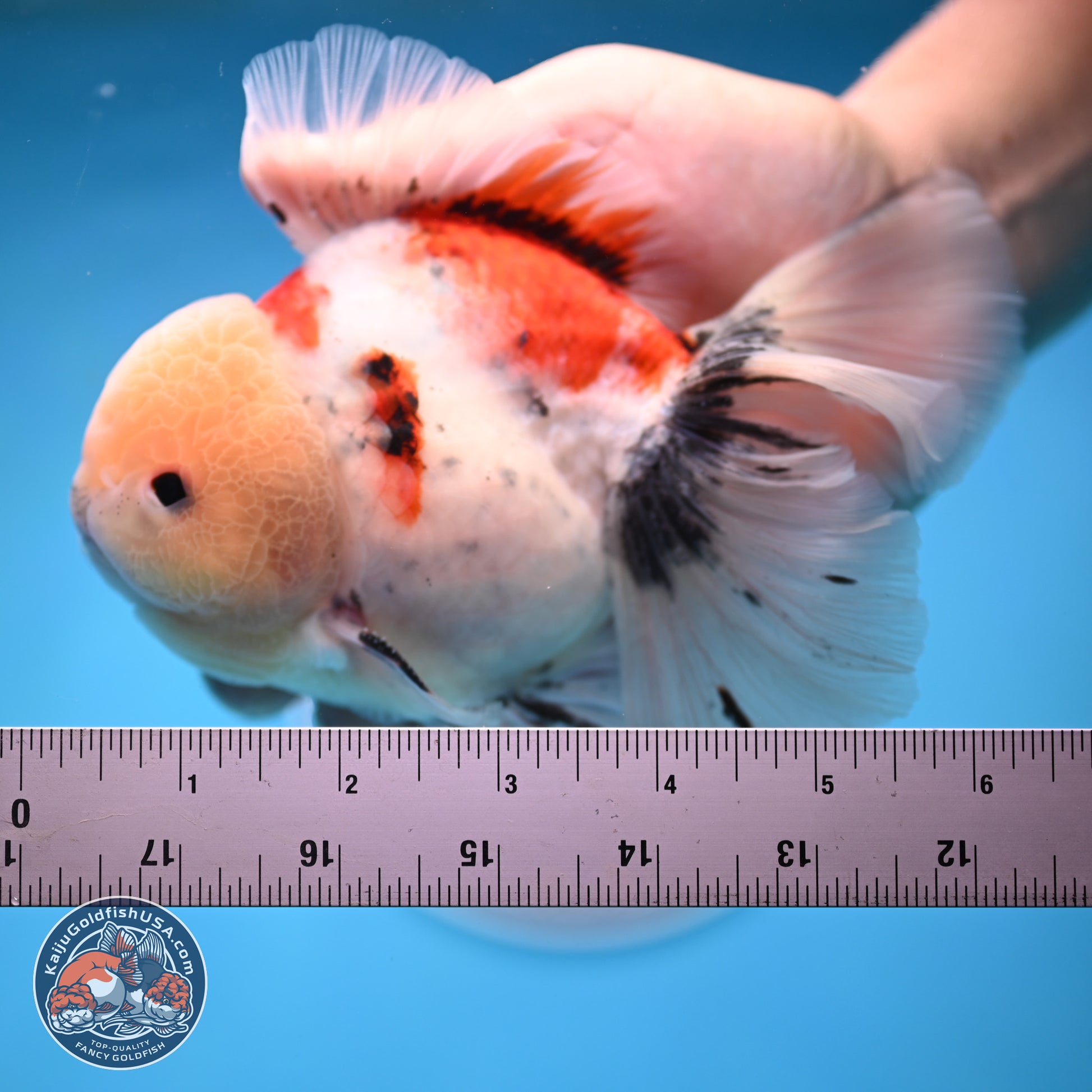 Calico Rose Tail Oranda 6 inches - Male (241129_OR15) - Kaiju Goldfish USA