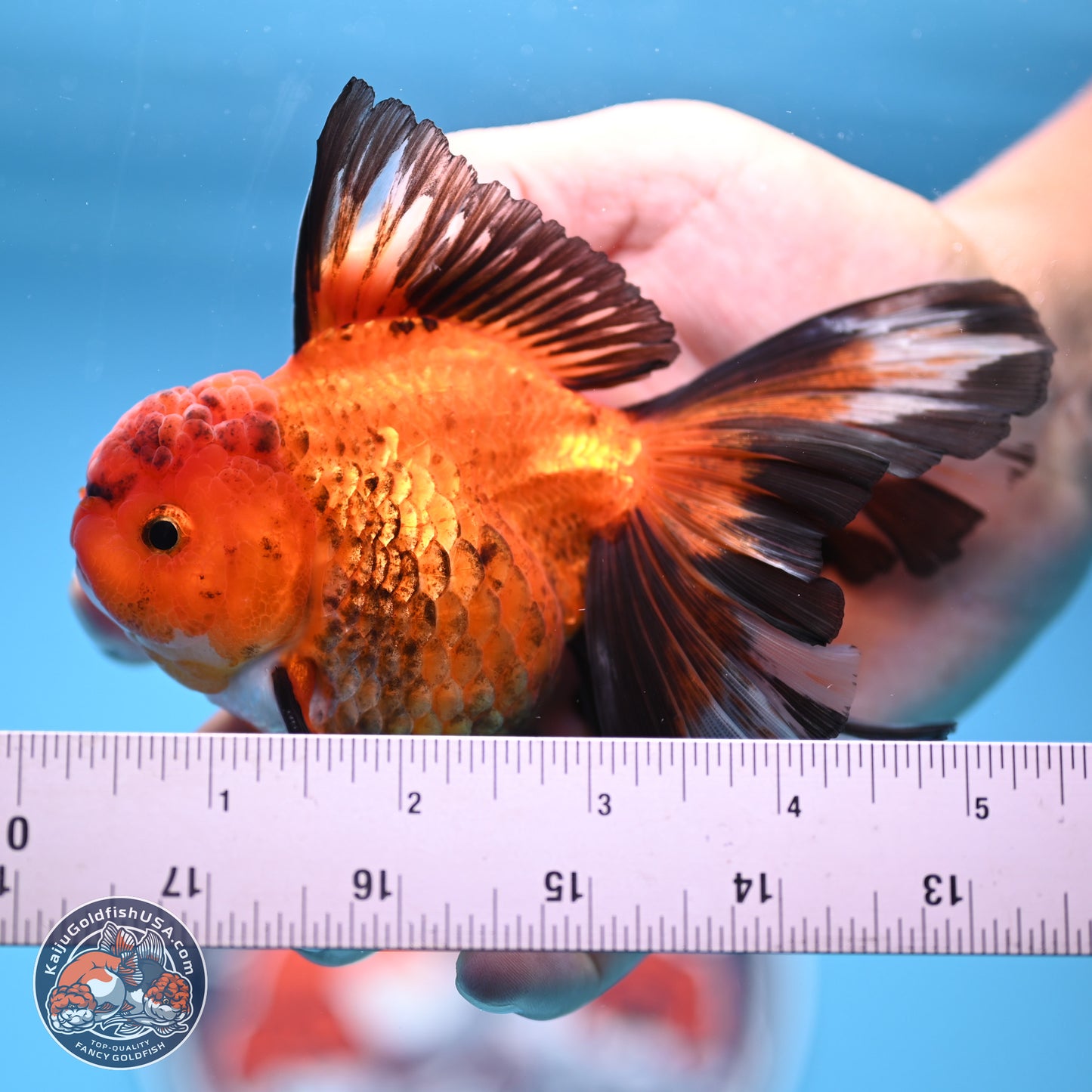 Apache Rose Tail Oranda 3in Body (240830_OR15) - Kaiju Goldfish USA