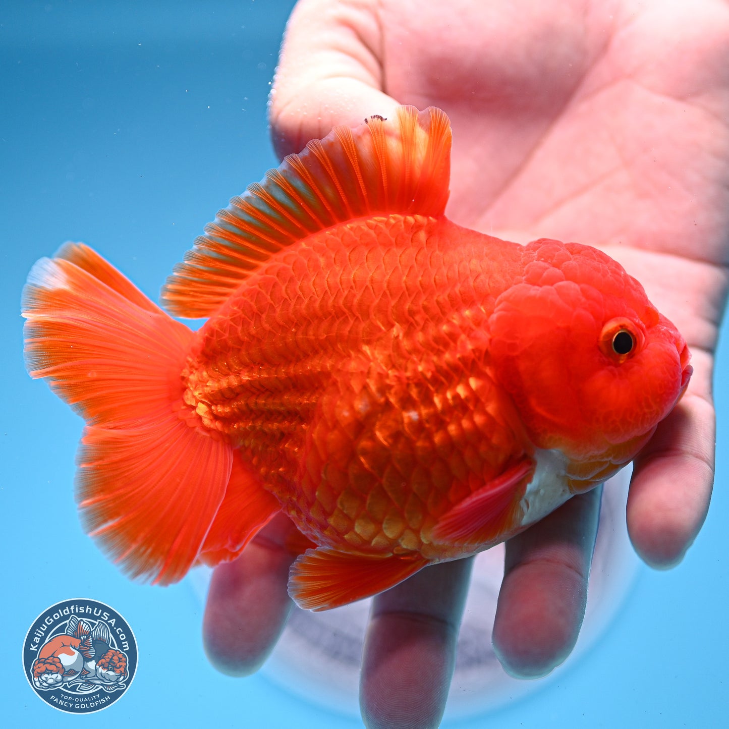 Classic Red YuanBao Oranda 3.75 inches Body - Male (250228_OR15)