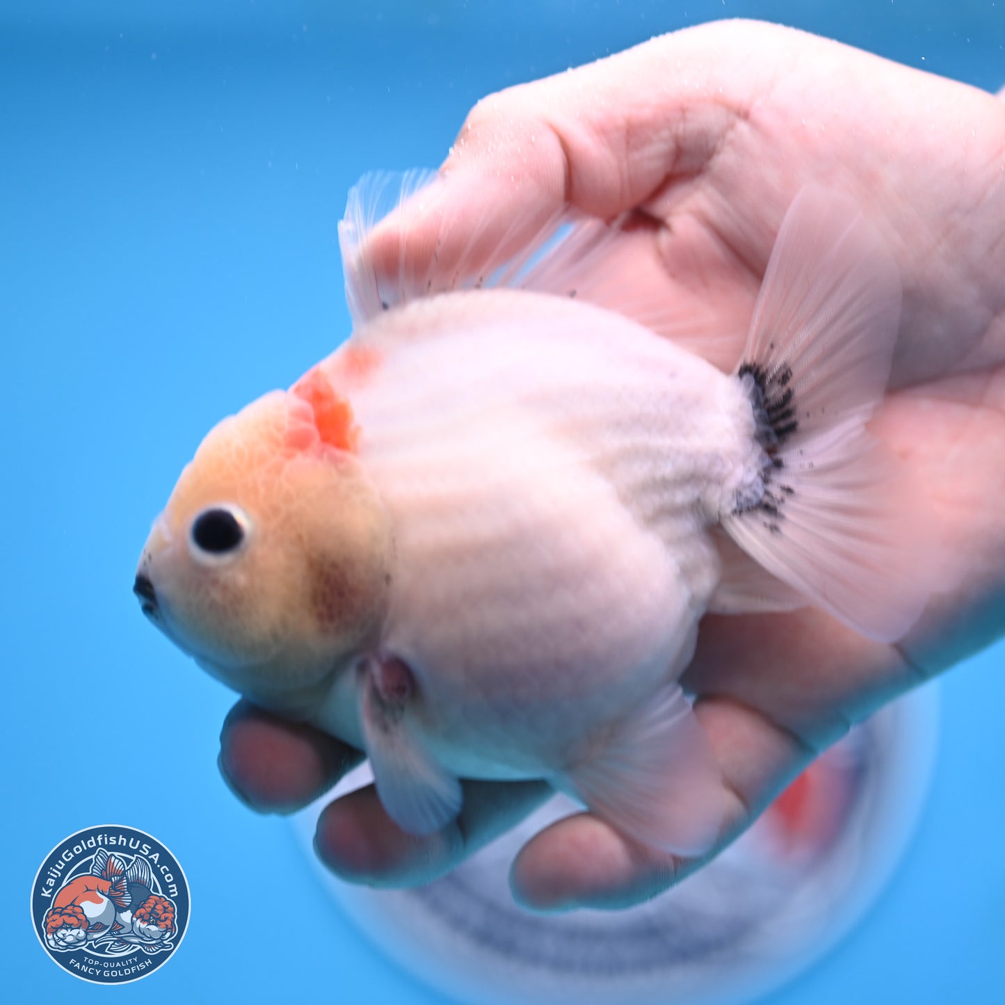 Shogun Sakura Oranda 3.75 inches Body - Male (250207_OR15)