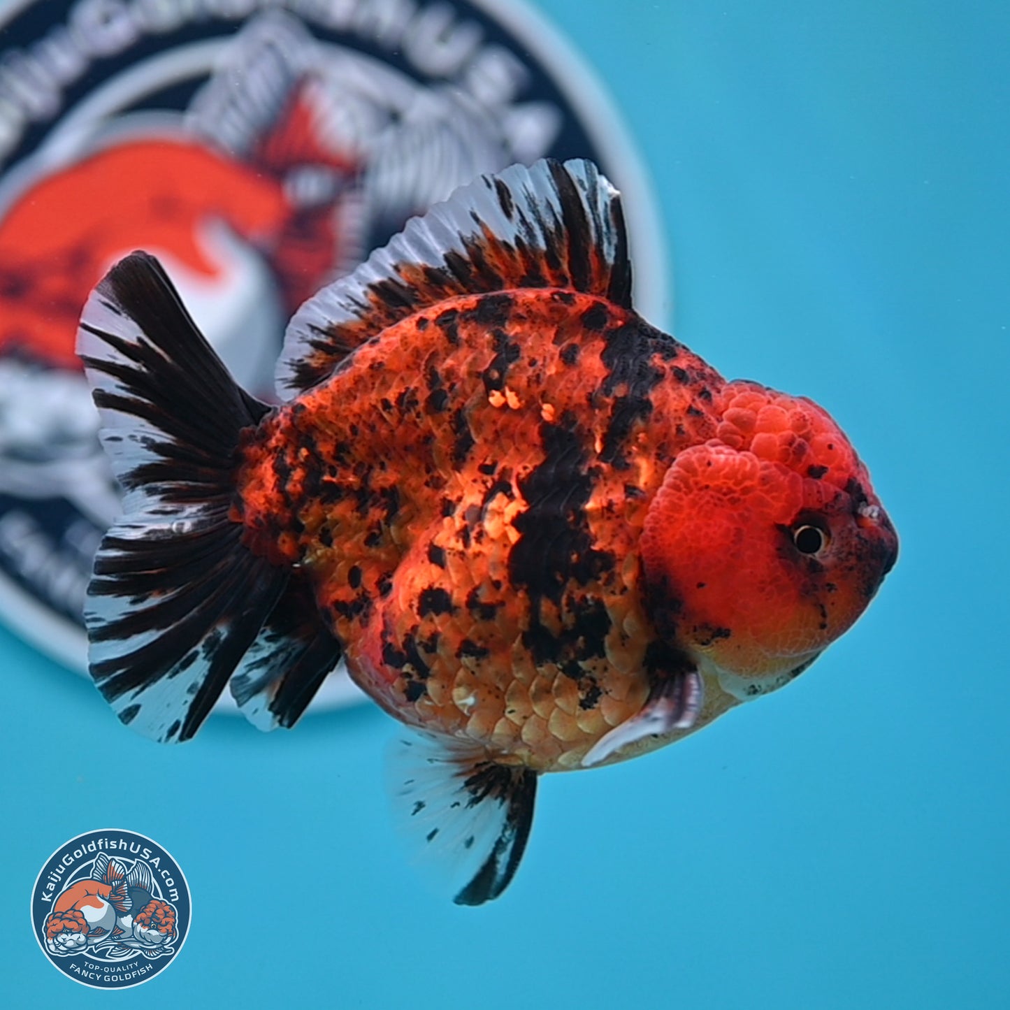 Shogun Tiger Oranda 4 inches Body - Male (250131_OR15)