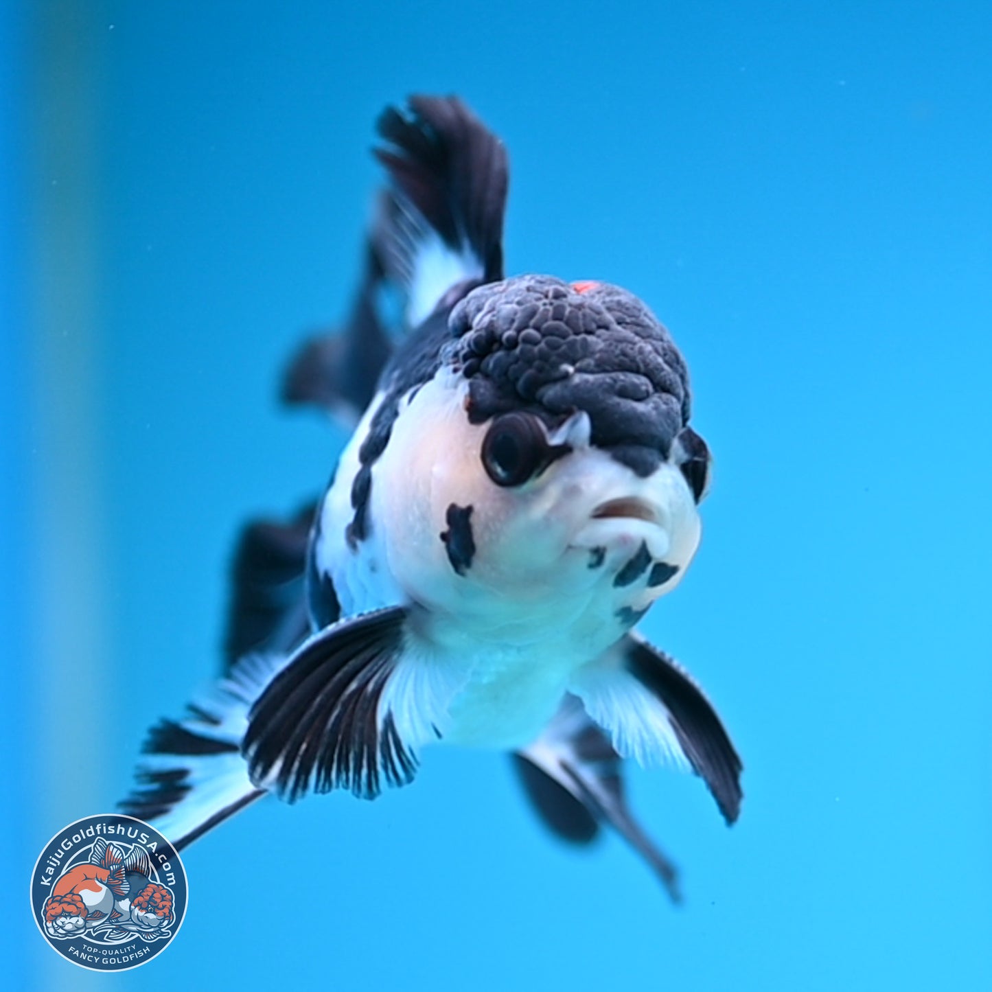 Black Cap Panda Rose Tail Oranda 2.8 inches Body - Male (250314_OR15)