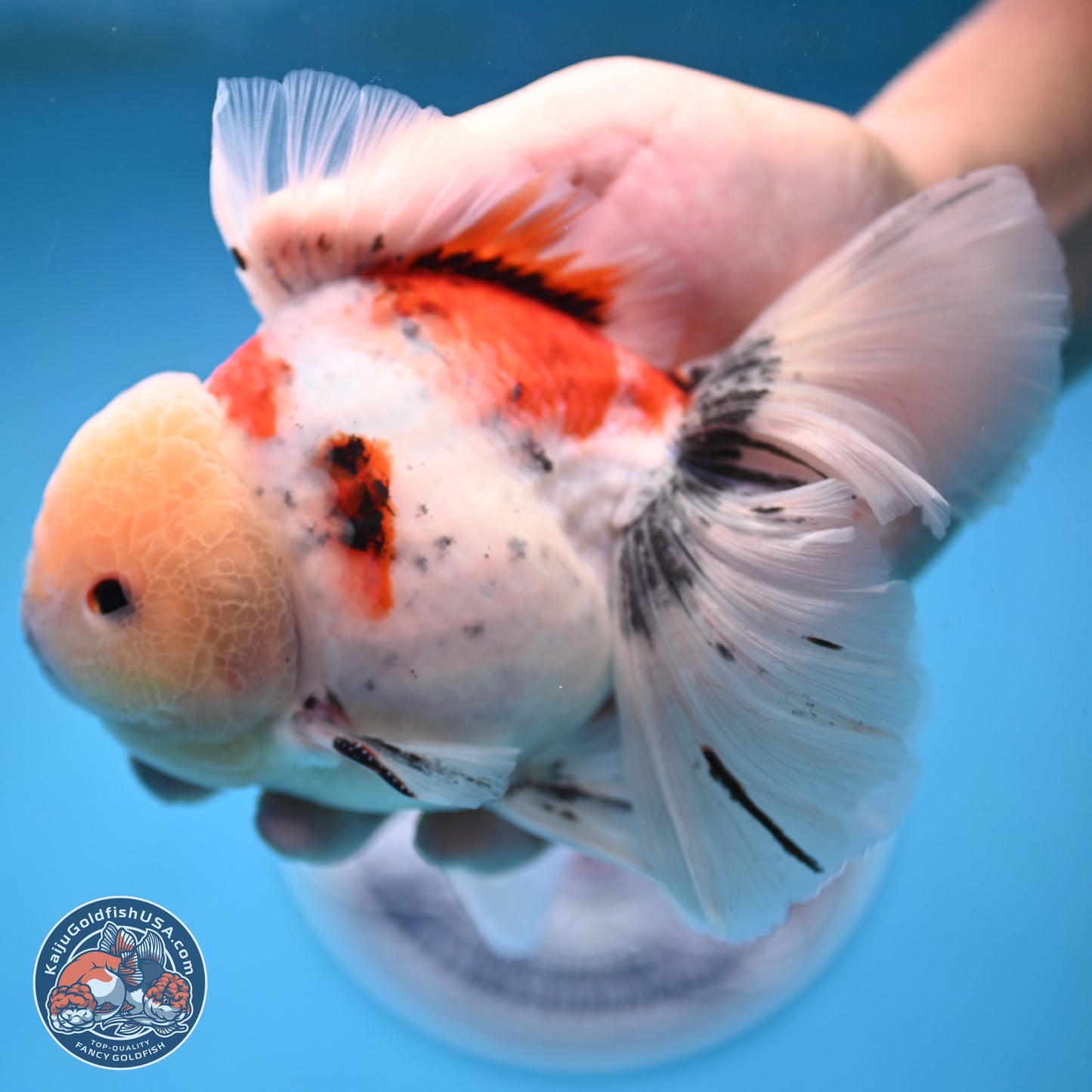 Calico Rose Tail Oranda 6 inches - Male (241129_OR15) - Kaiju Goldfish USA