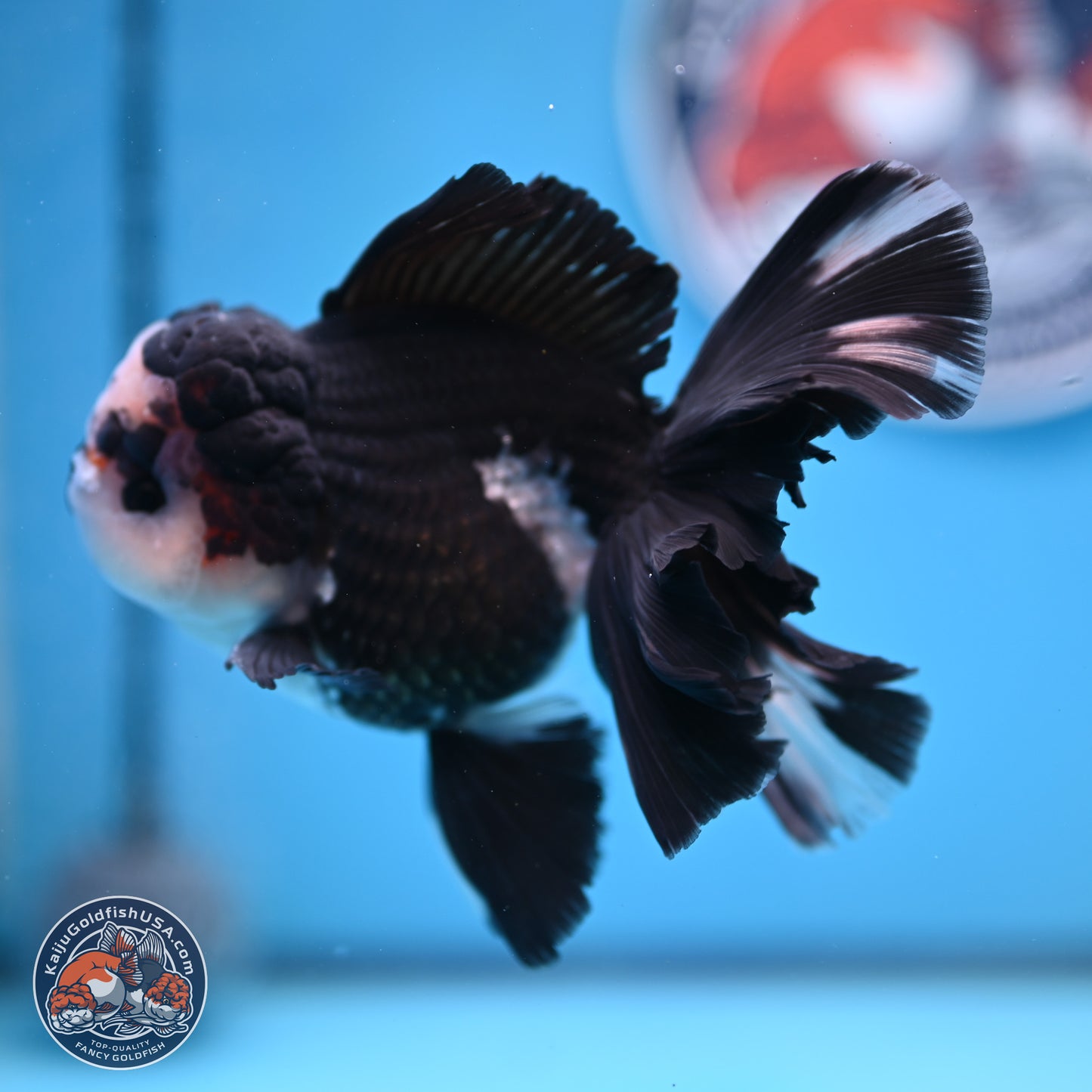 Panda Butterfly Tail Oranda 5.5 inches (241025_OR15) - Kaiju Goldfish USA