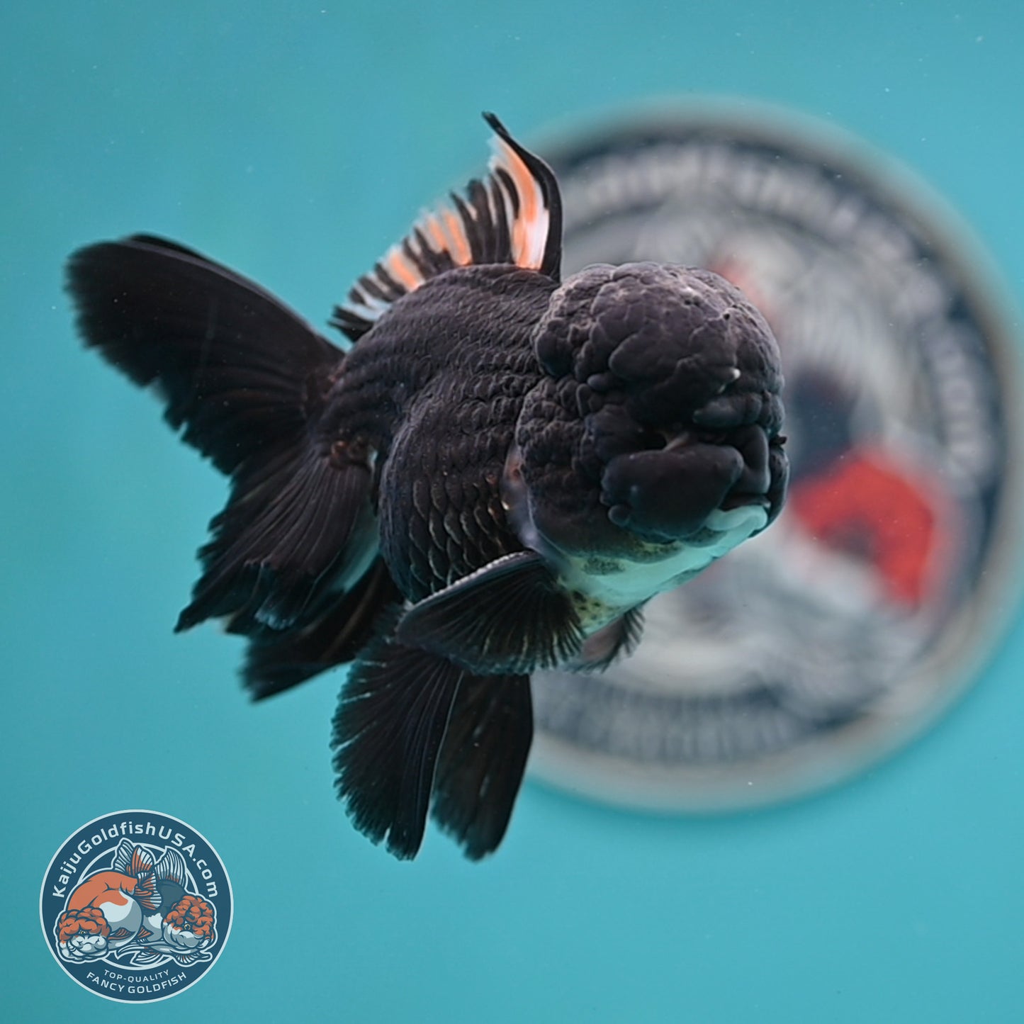 Black Rose Tail Oranda 3 inches Body (250502_OR15)