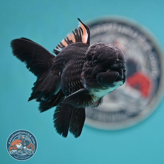 Black Rose Tail Oranda 3 inches Body (250502_OR15)