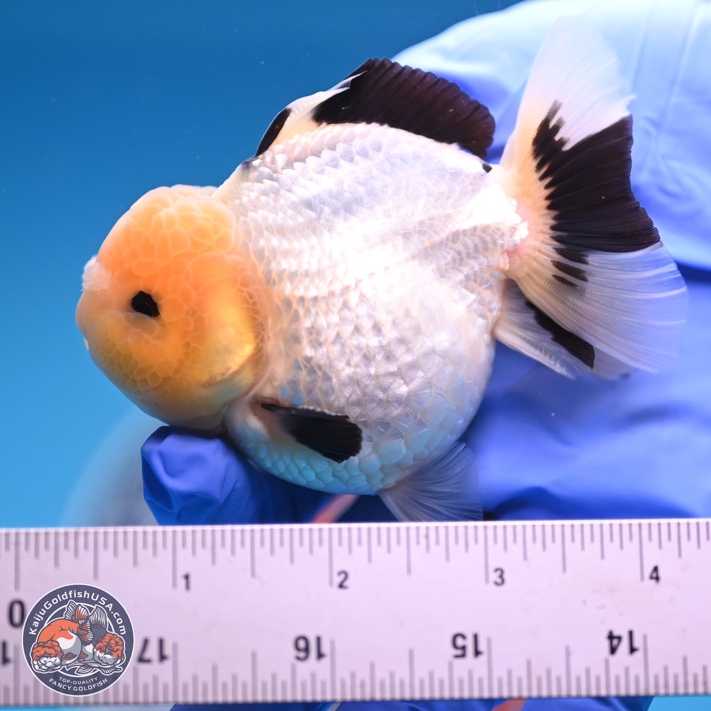 Panda Oranda 3.75 inches Body - Male (241227_OR15) - Kaiju Goldfish USA