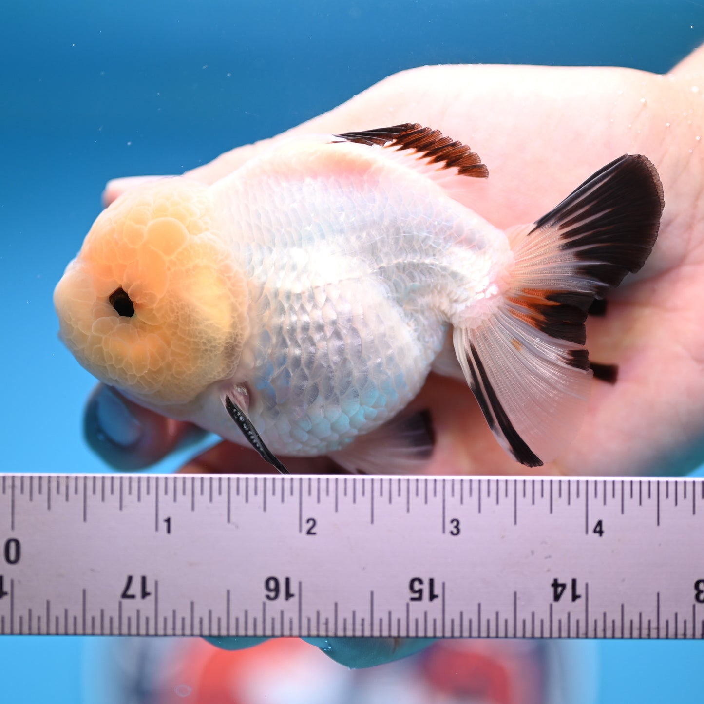 Panda Oranda 3.5-4 inches (241011_OR15) - Kaiju Goldfish USA