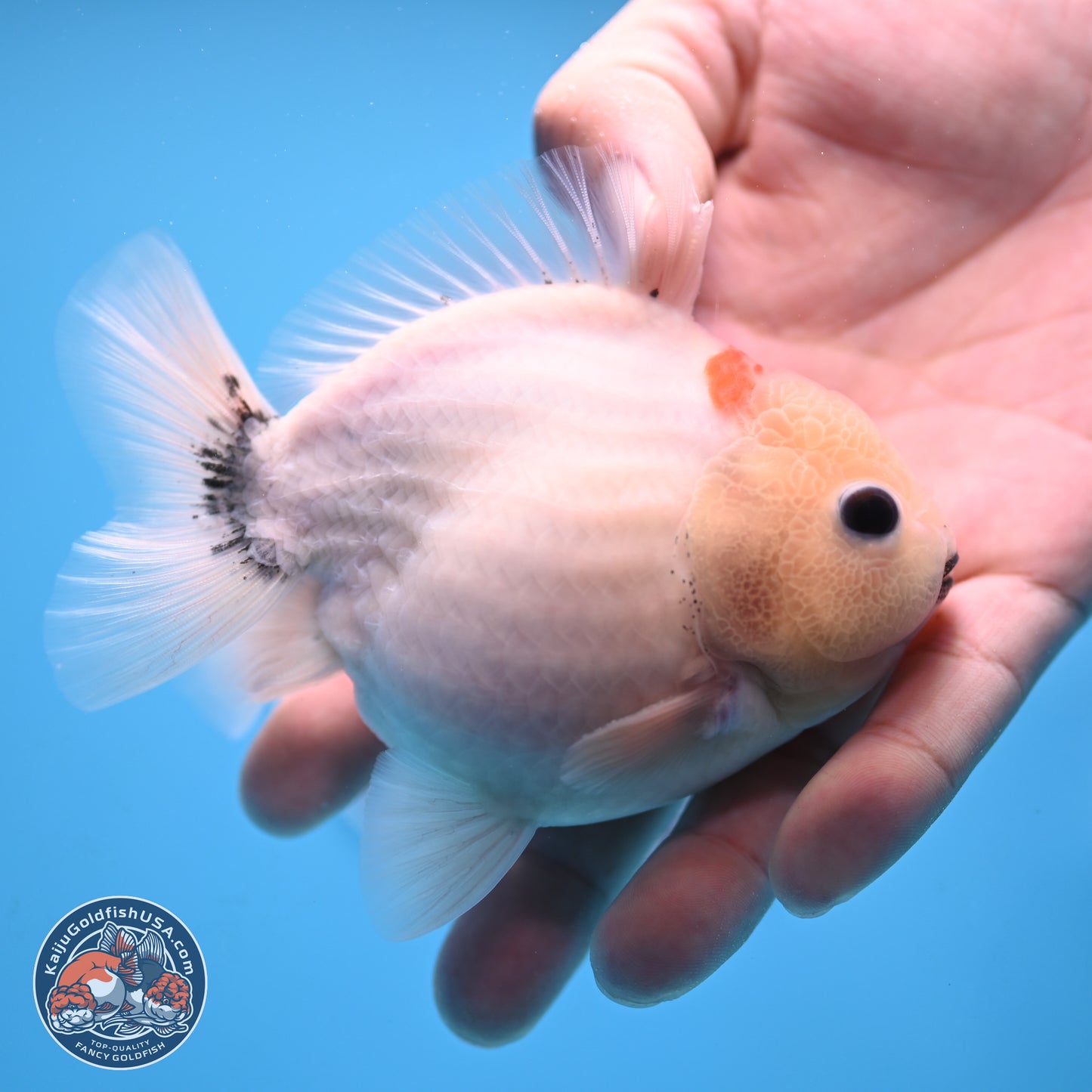 Shogun Sakura Oranda 3.75 inches Body - Male (250207_OR15)