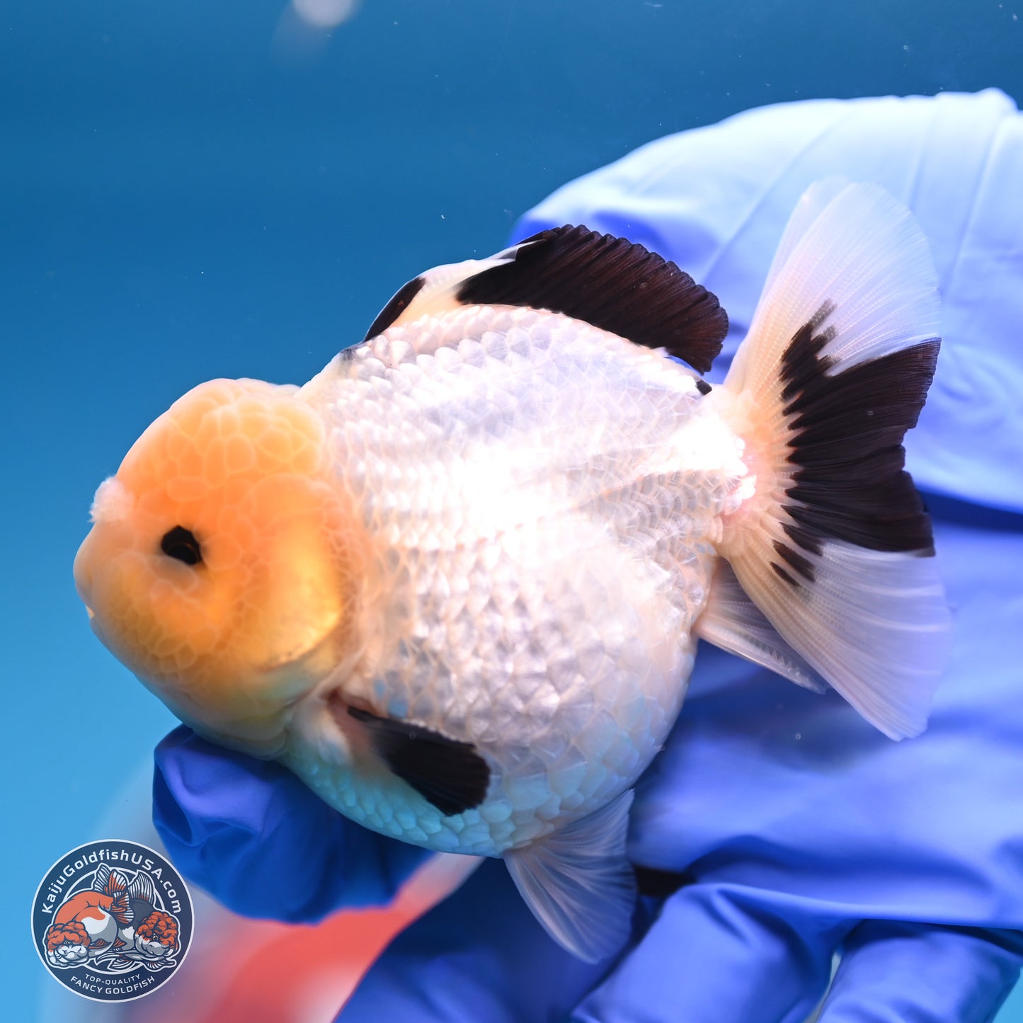 Panda Oranda 3.75 inches Body - Male (241227_OR15) - Kaiju Goldfish USA