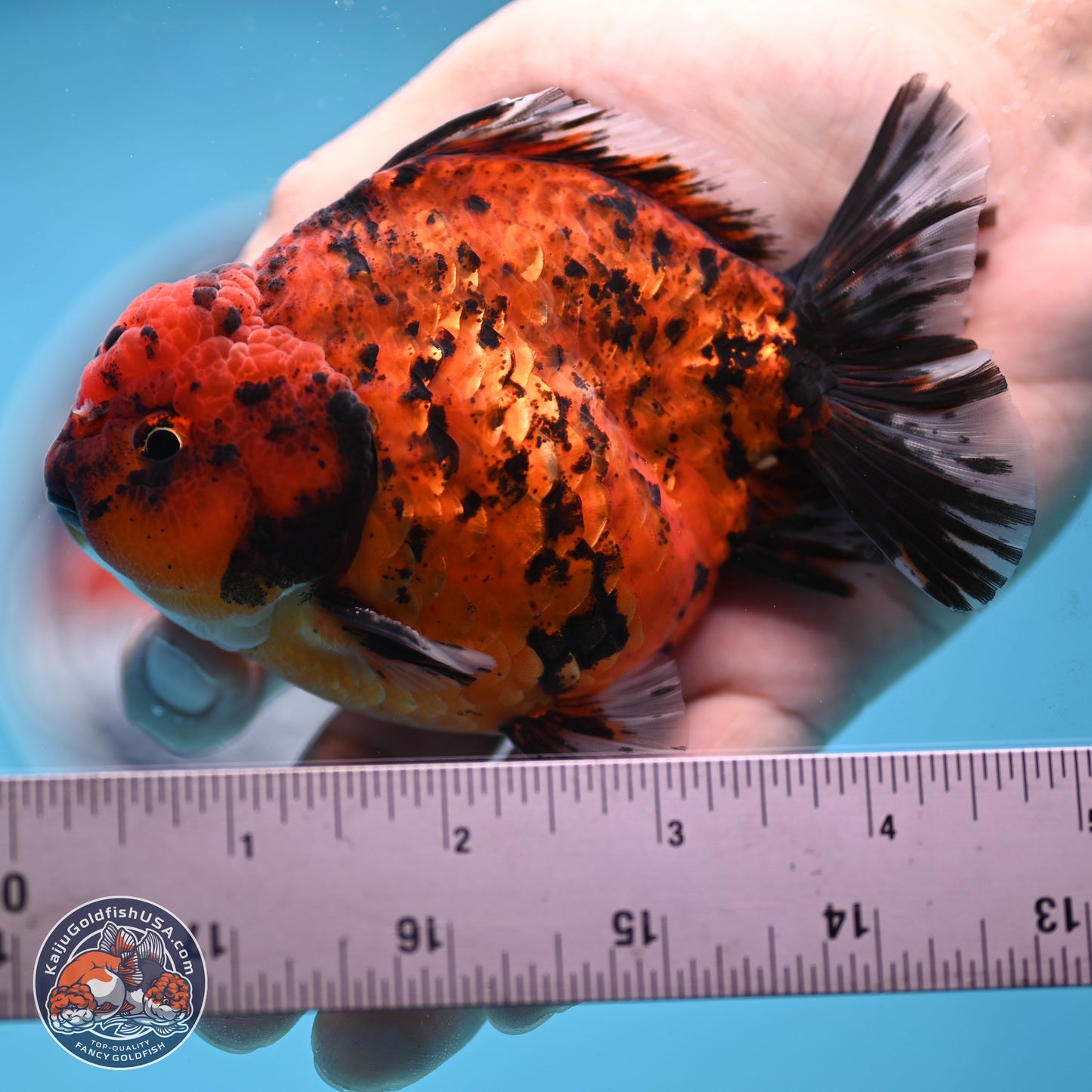 Shogun Tiger Oranda 4 inches Body - Male (250131_OR15)