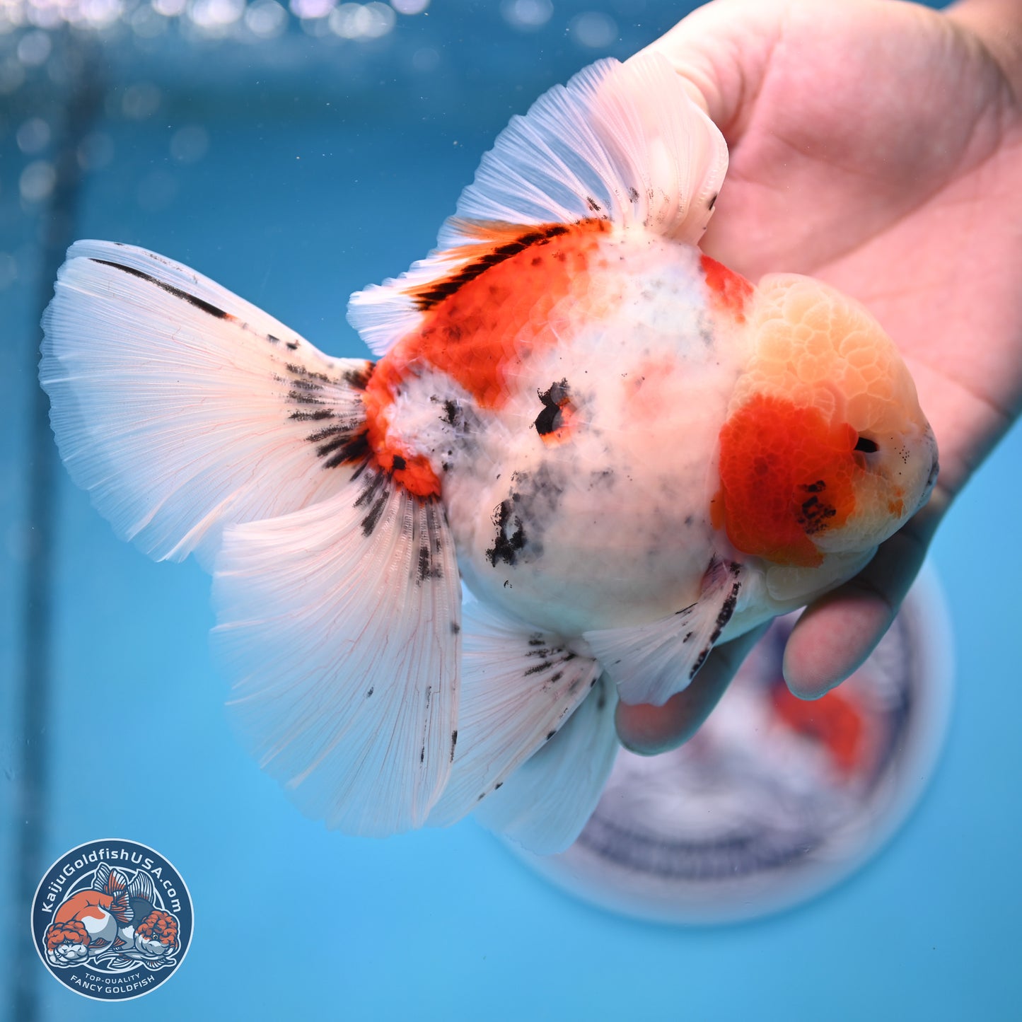 Calico Rose Tail Oranda 6 inches - Male (241129_OR15) - Kaiju Goldfish USA