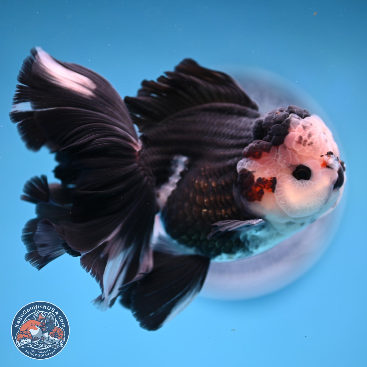 Panda Butterfly Tail Oranda 5.5 inches (241025_OR15) - Kaiju Goldfish USA