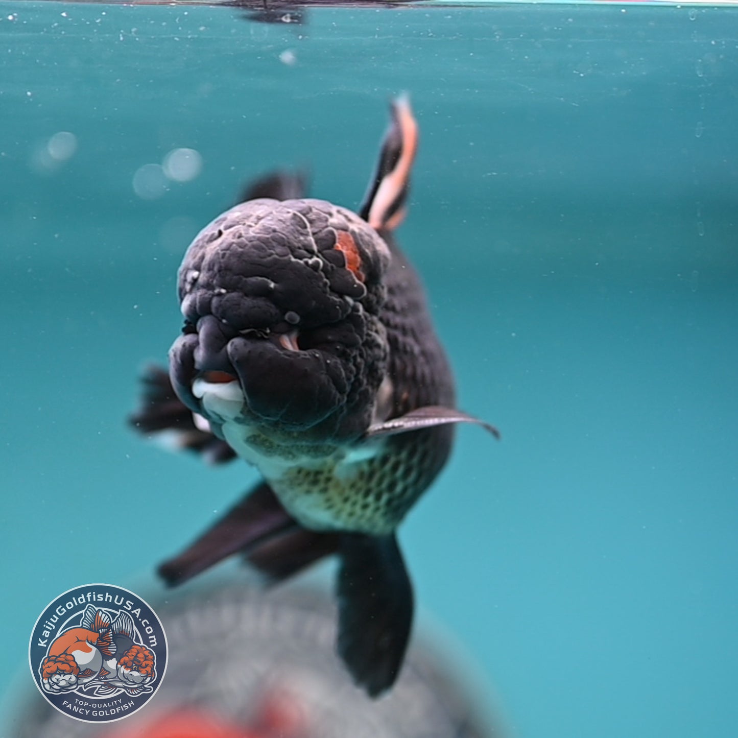 Black Rose Tail Oranda 3 inches Body (250502_OR15)