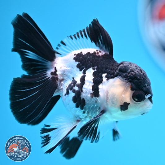 Black Cap Panda Rose Tail Oranda 2.8 inches Body - Male (250314_OR15)